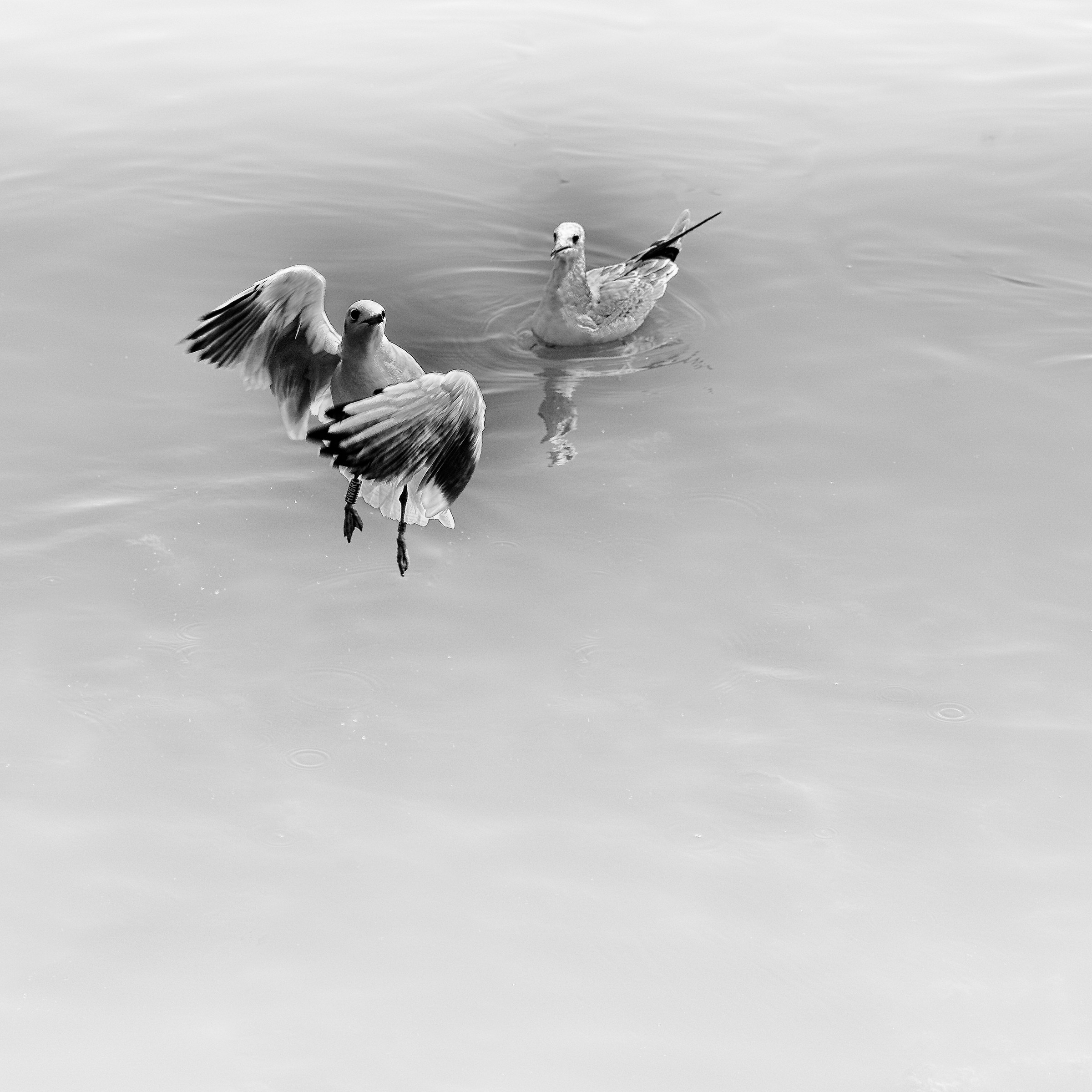 Ballerina e spettatore - Lago Trasimeno