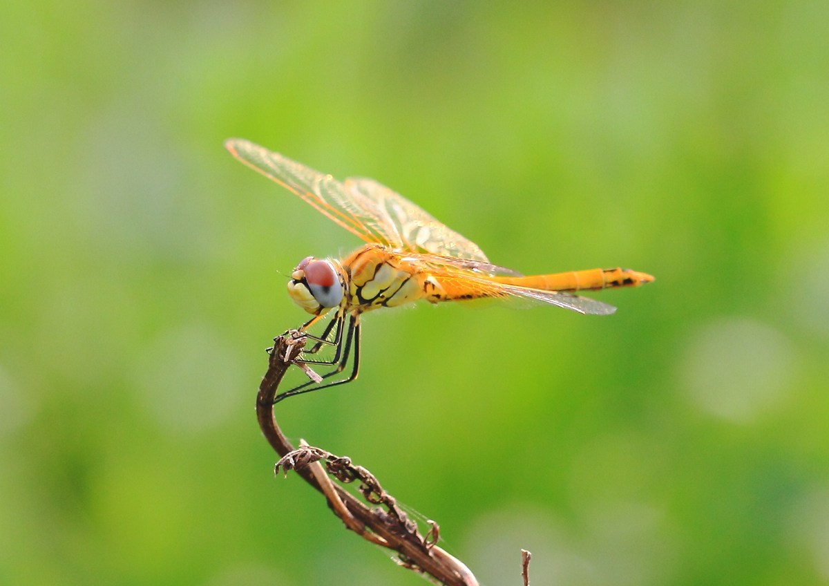 dragonfly