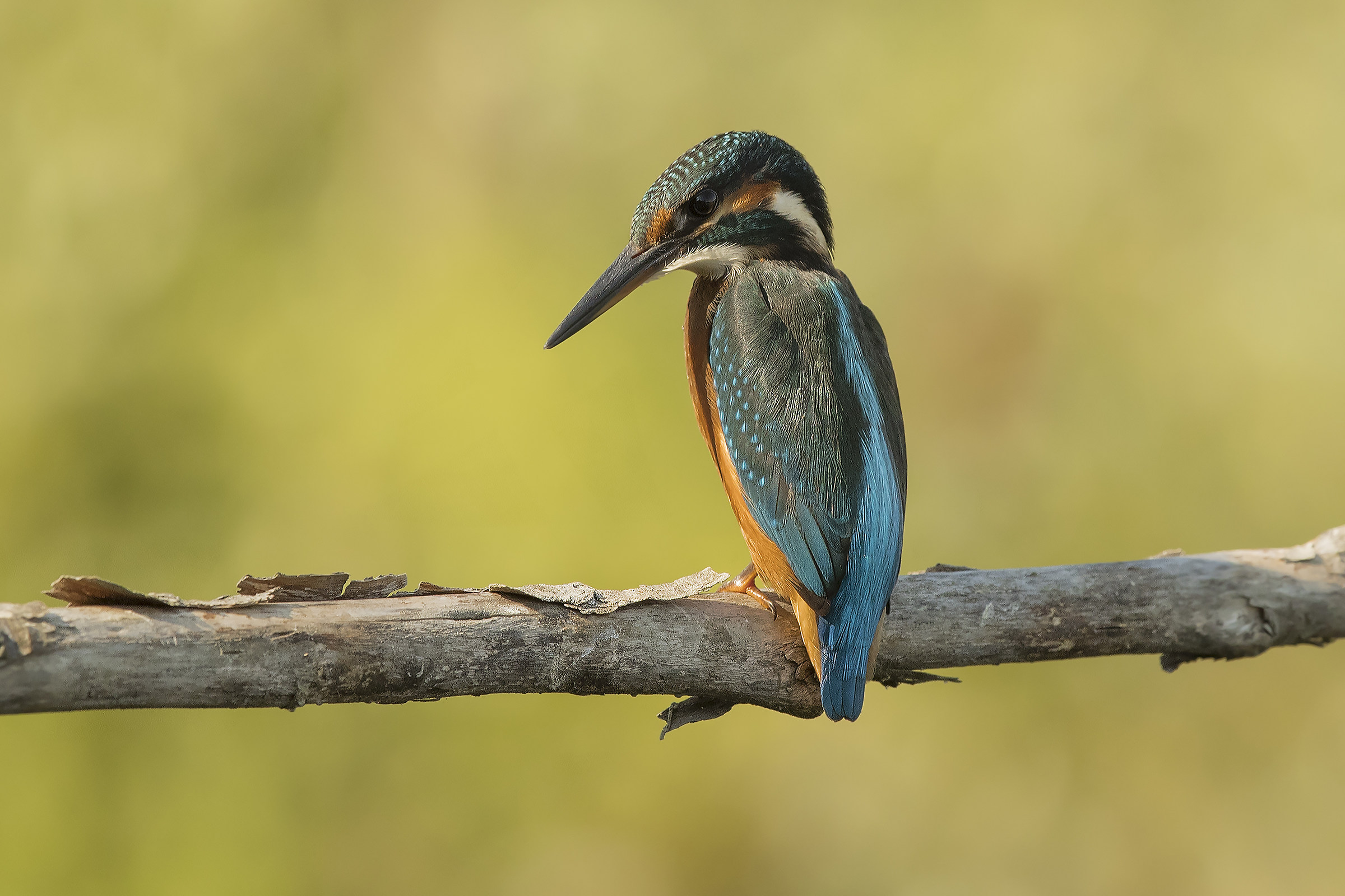 Martina .... light ...