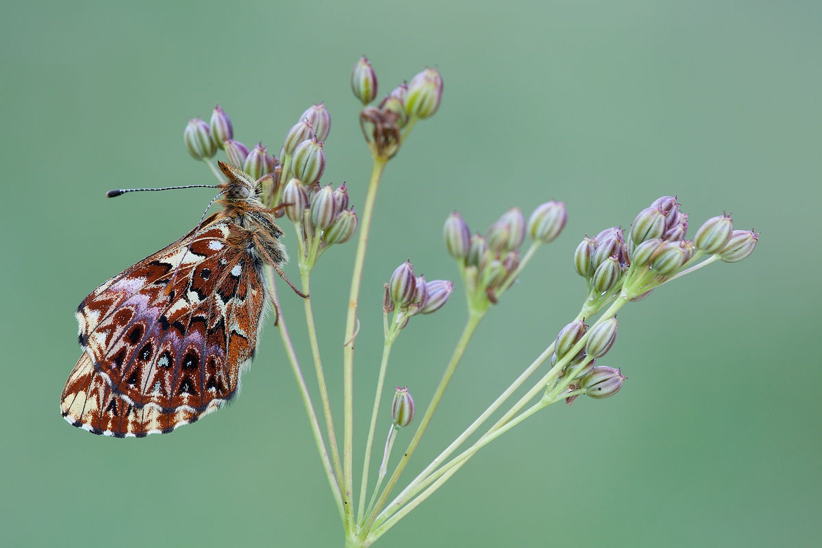 Boloria titania