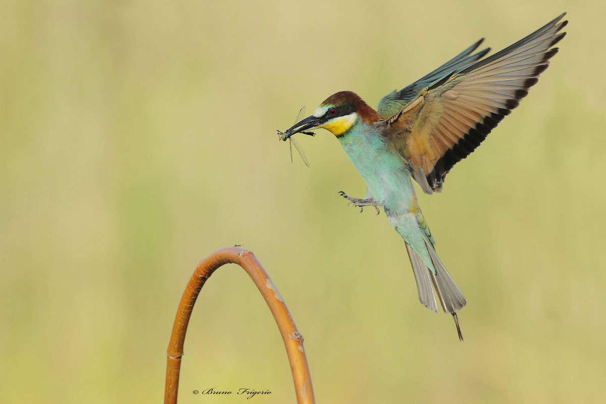 careful not to crush the ant