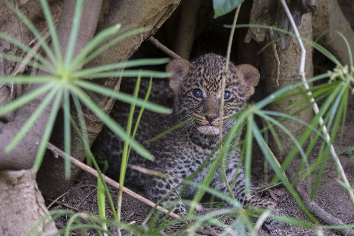 The puppy and papyrus