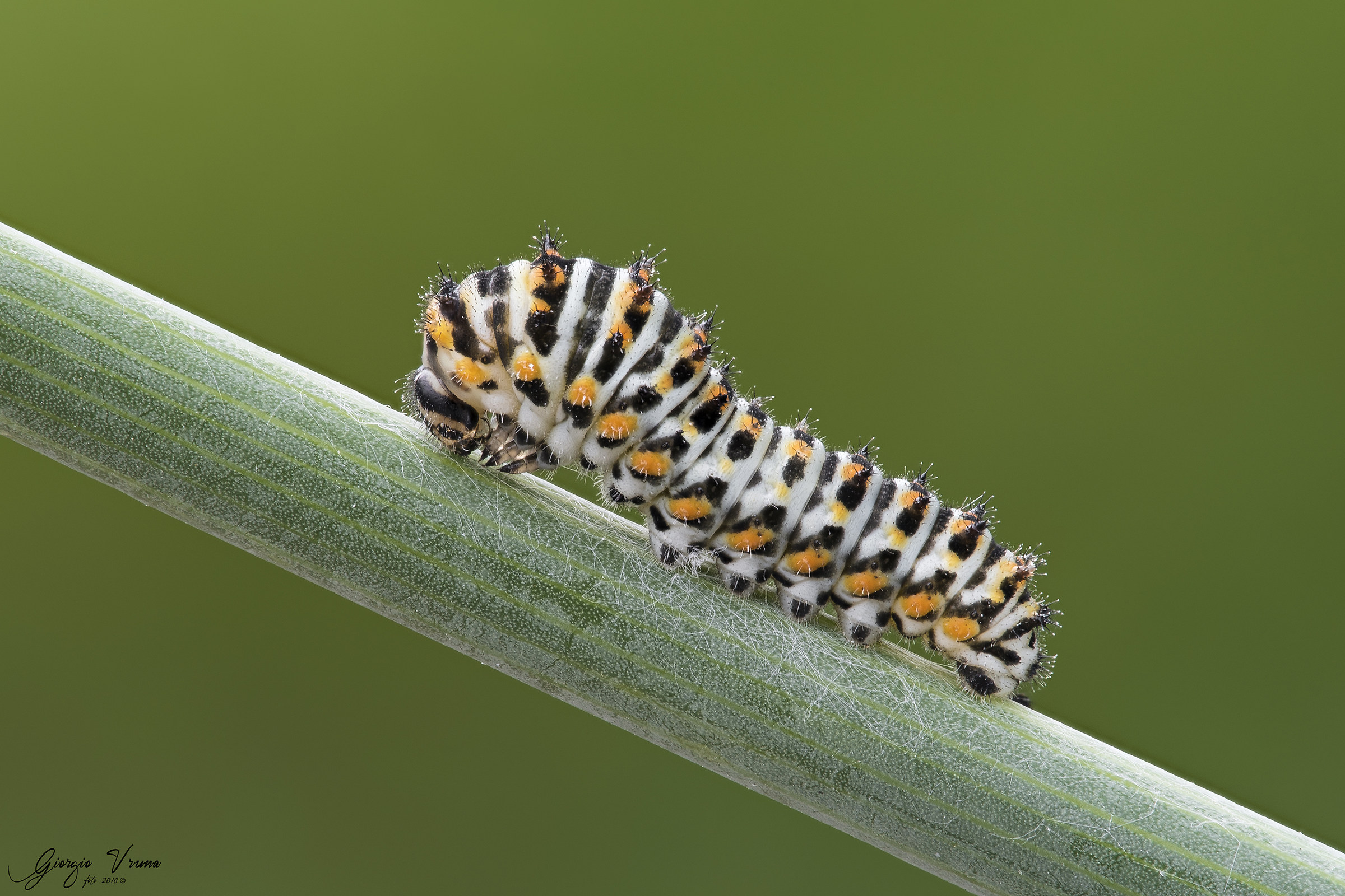 Papilio machaon Linnaeus ..
