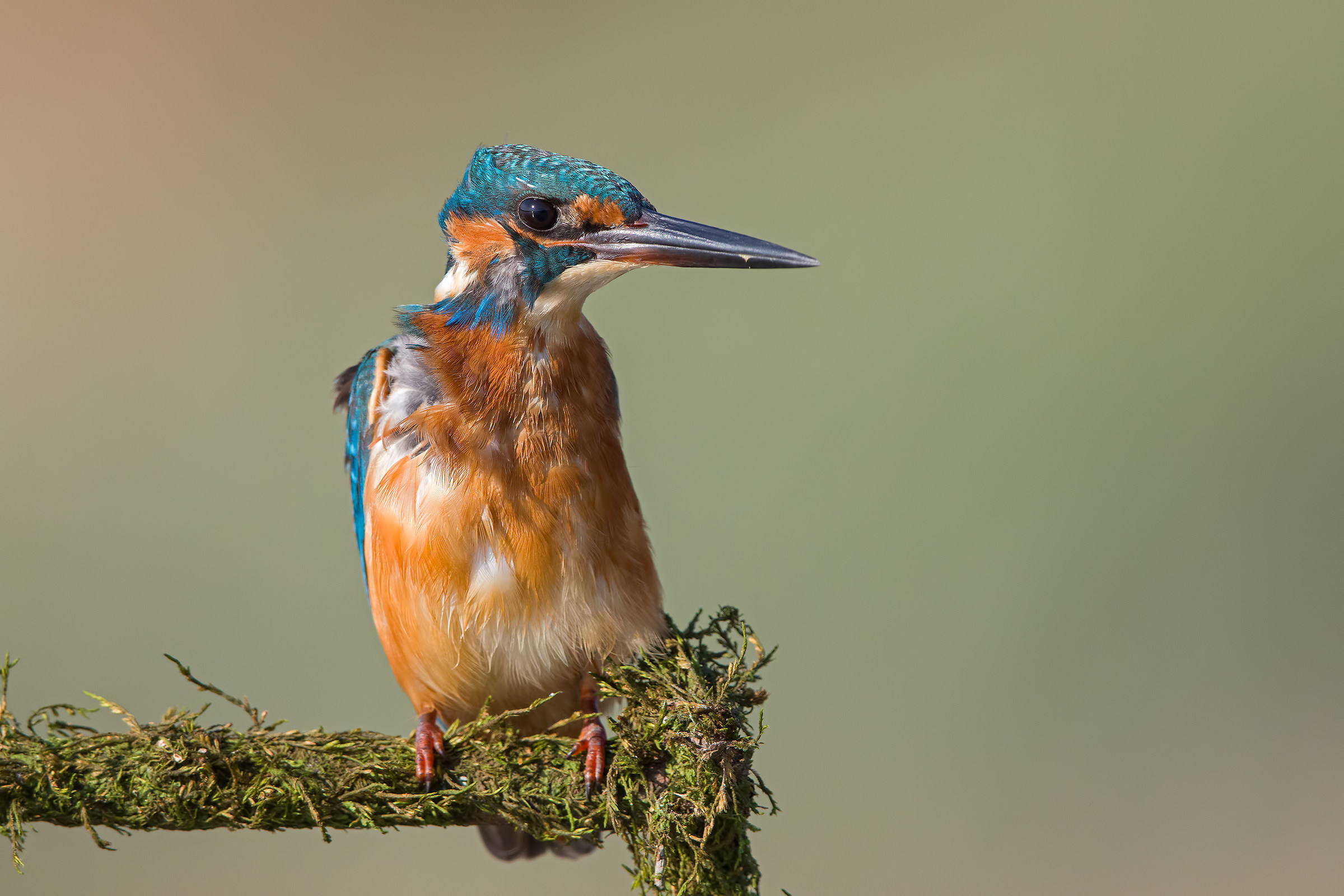 Kingfisher