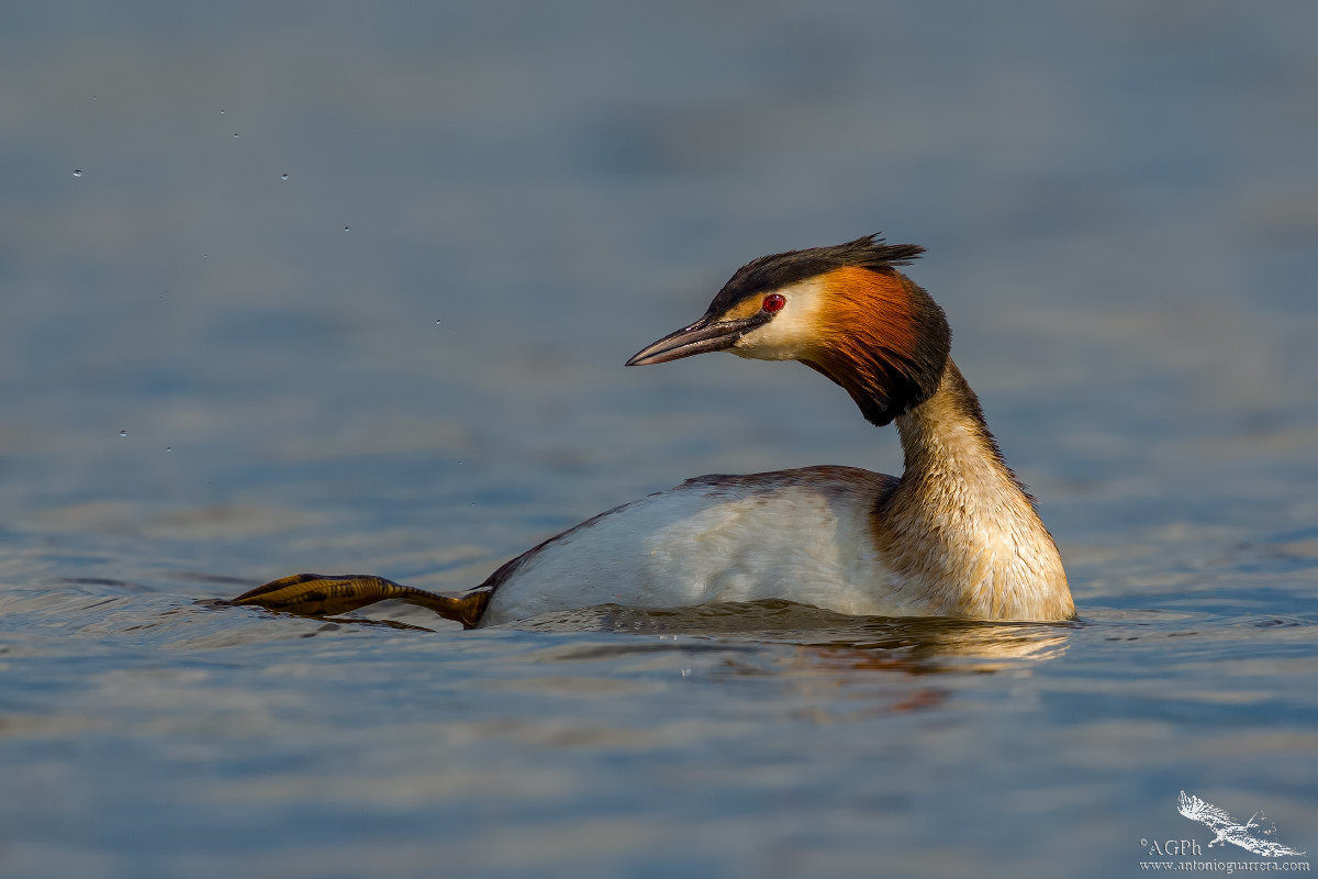 Great Crested Grebe