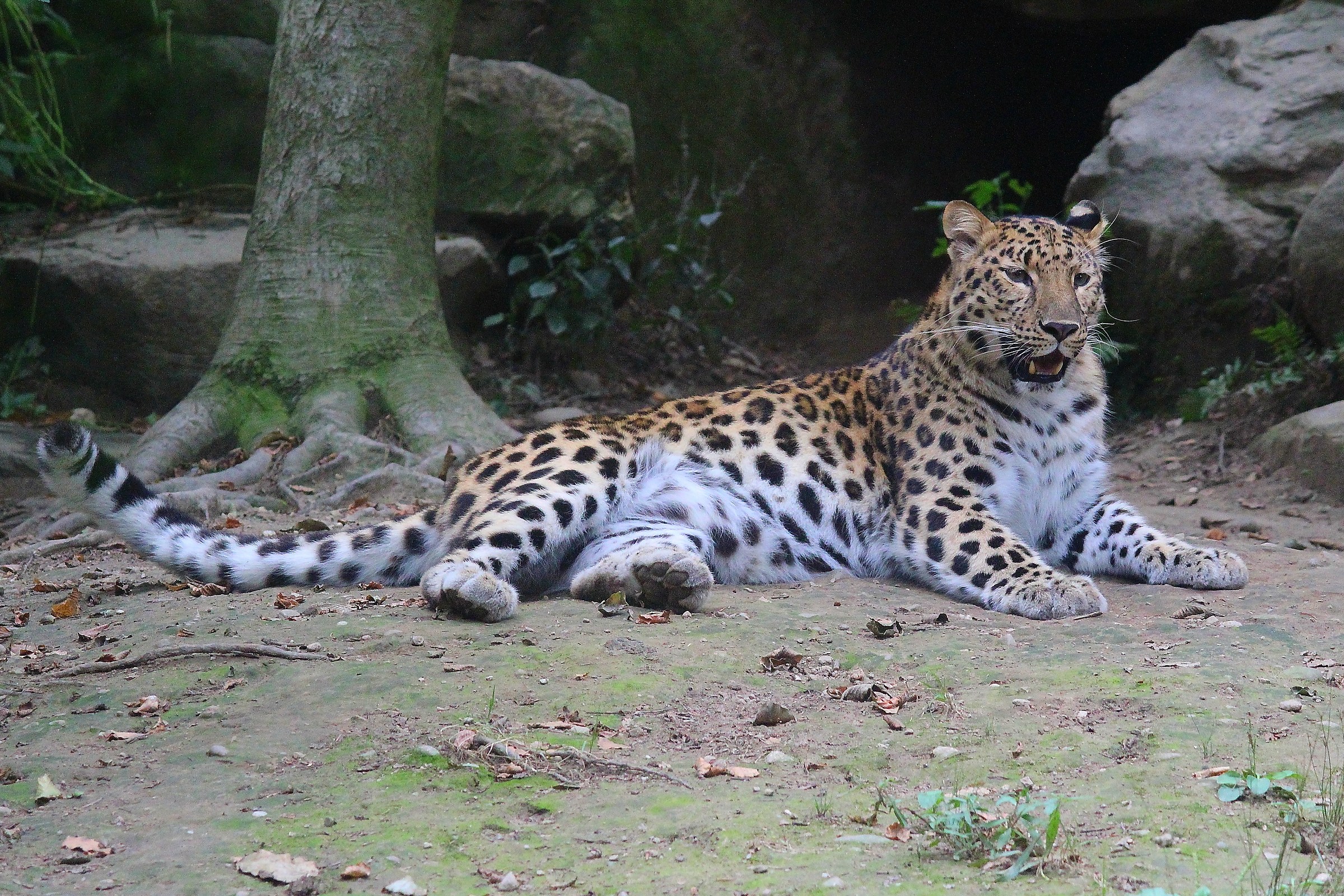 Amur Leopard