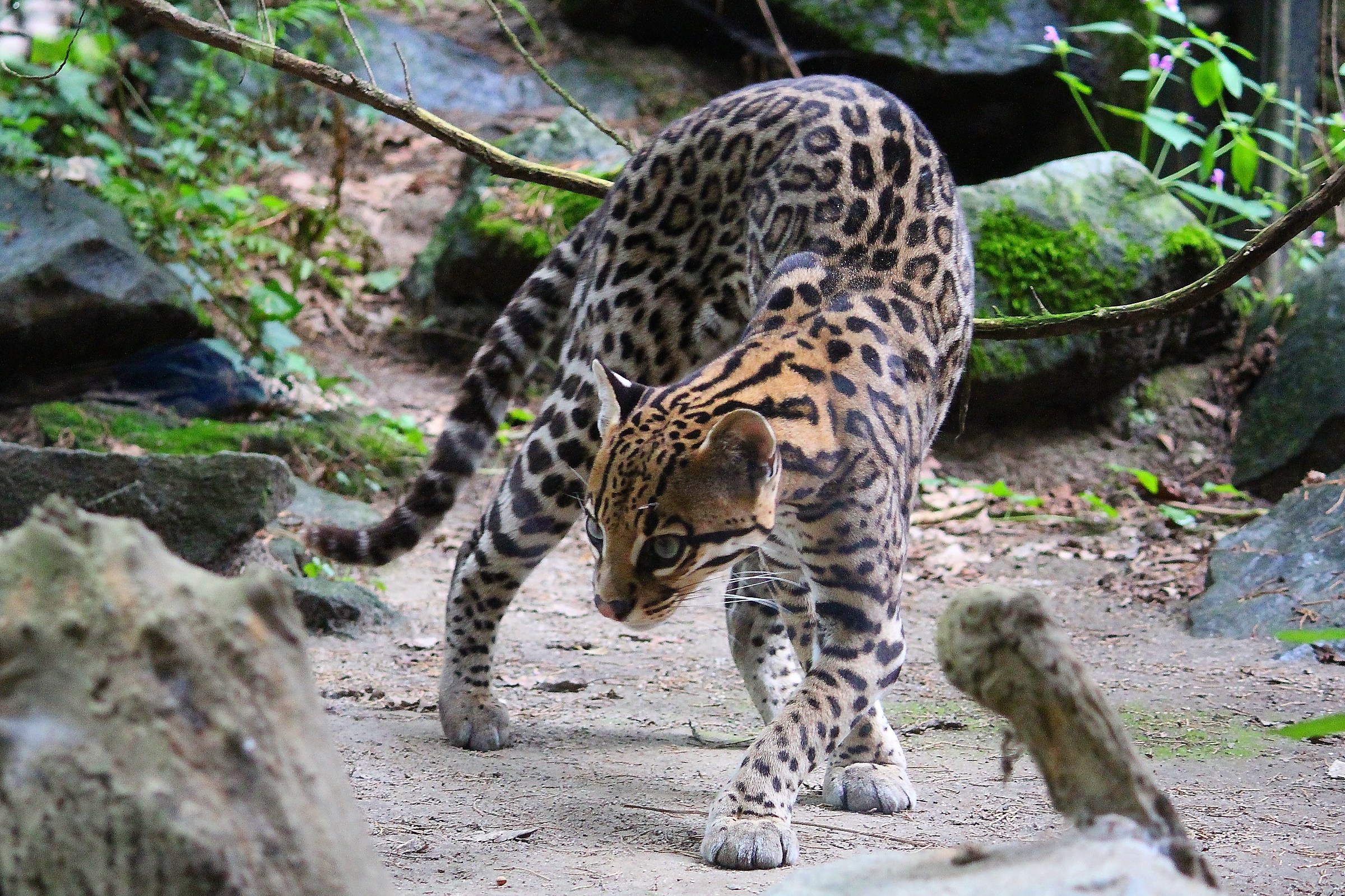 Ocelot
