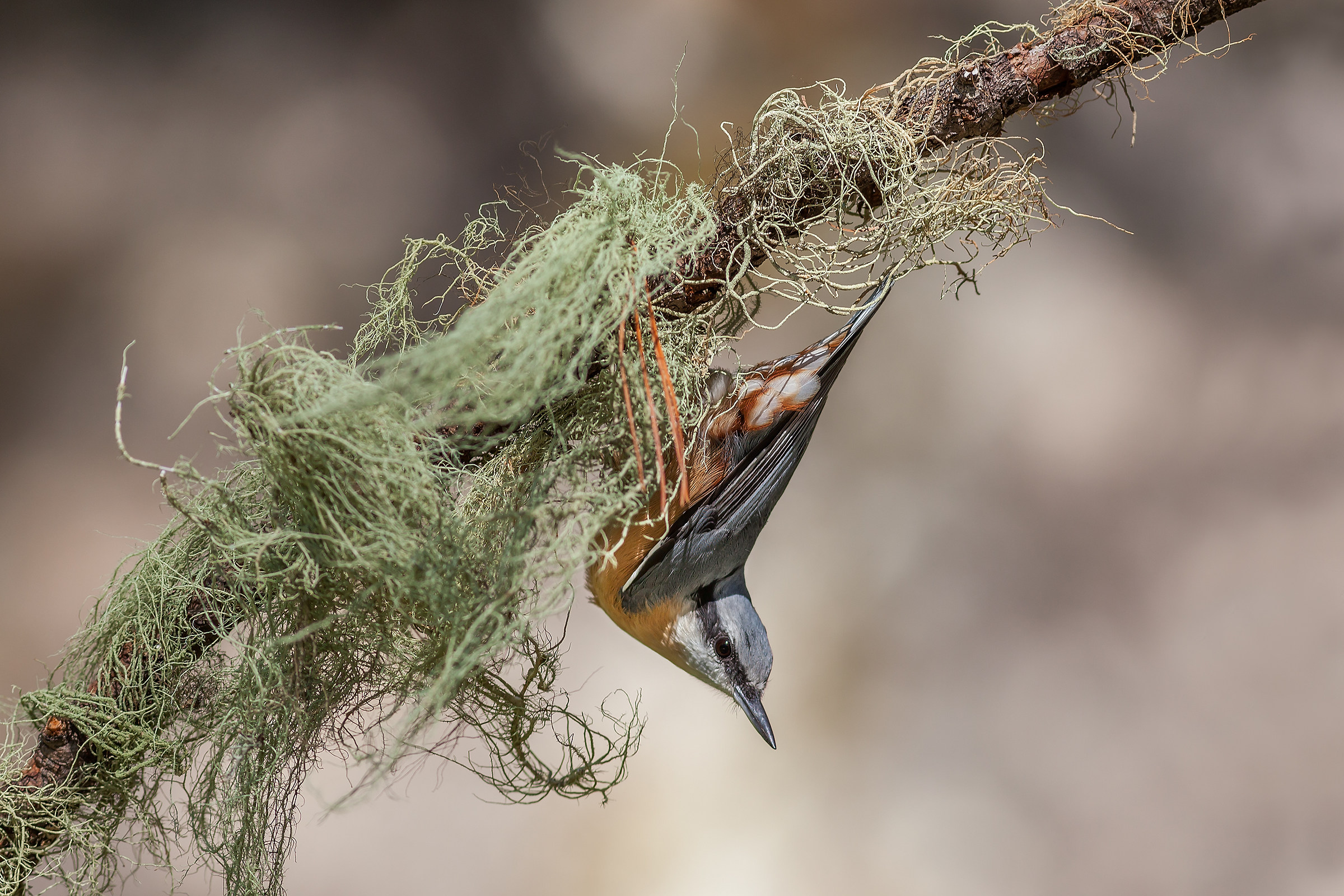 Sitta europaea - Picchio muratore
