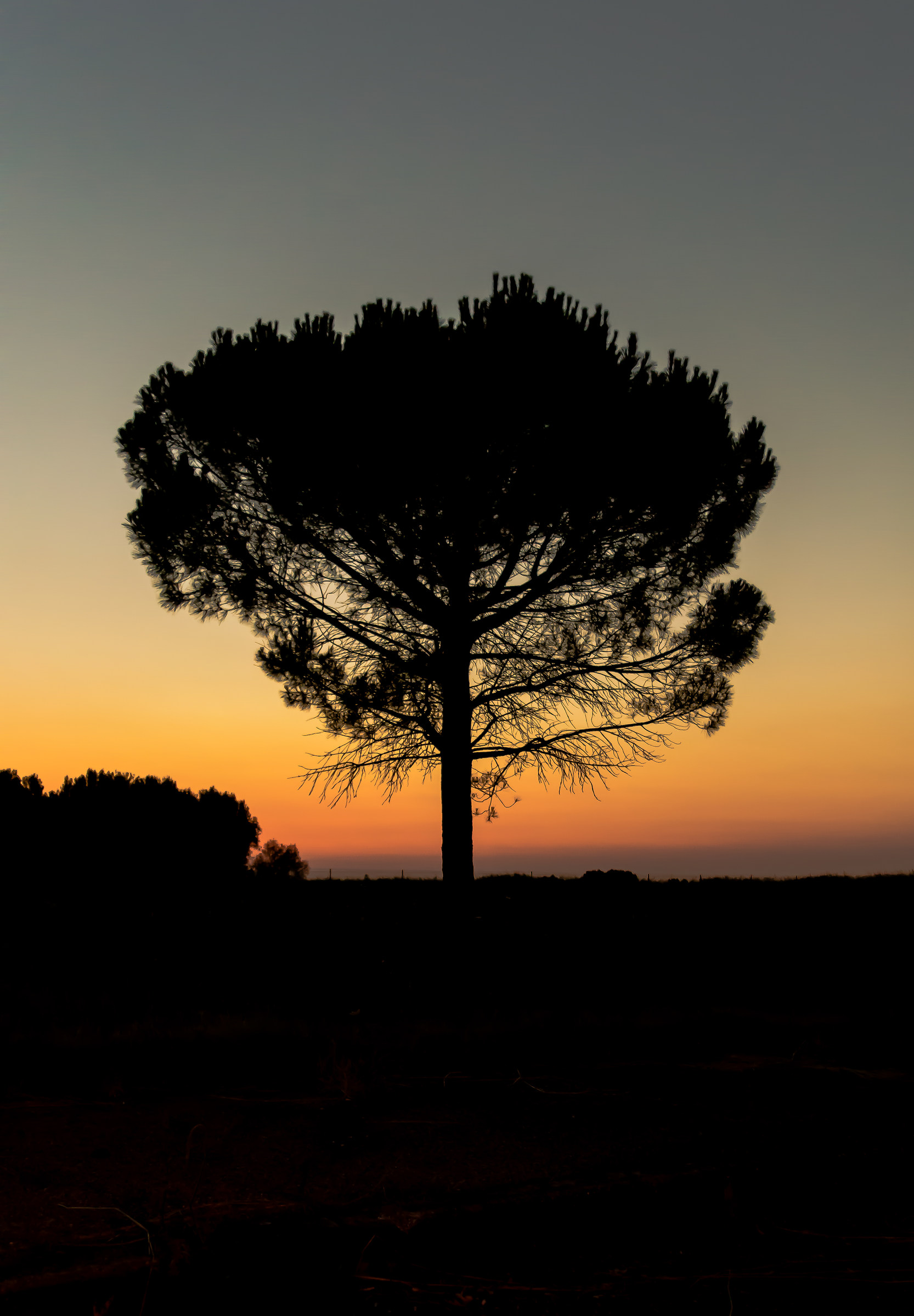 Tree at sunset