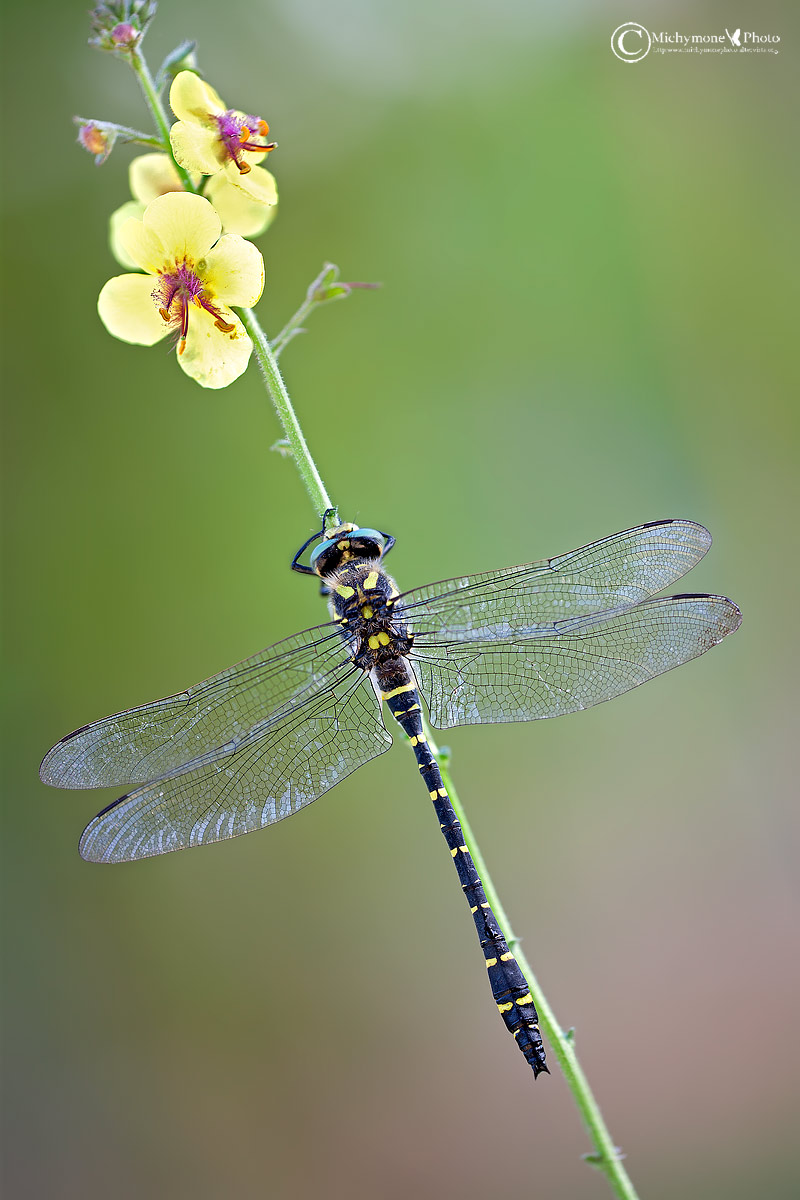 Cordulegaster boltonii