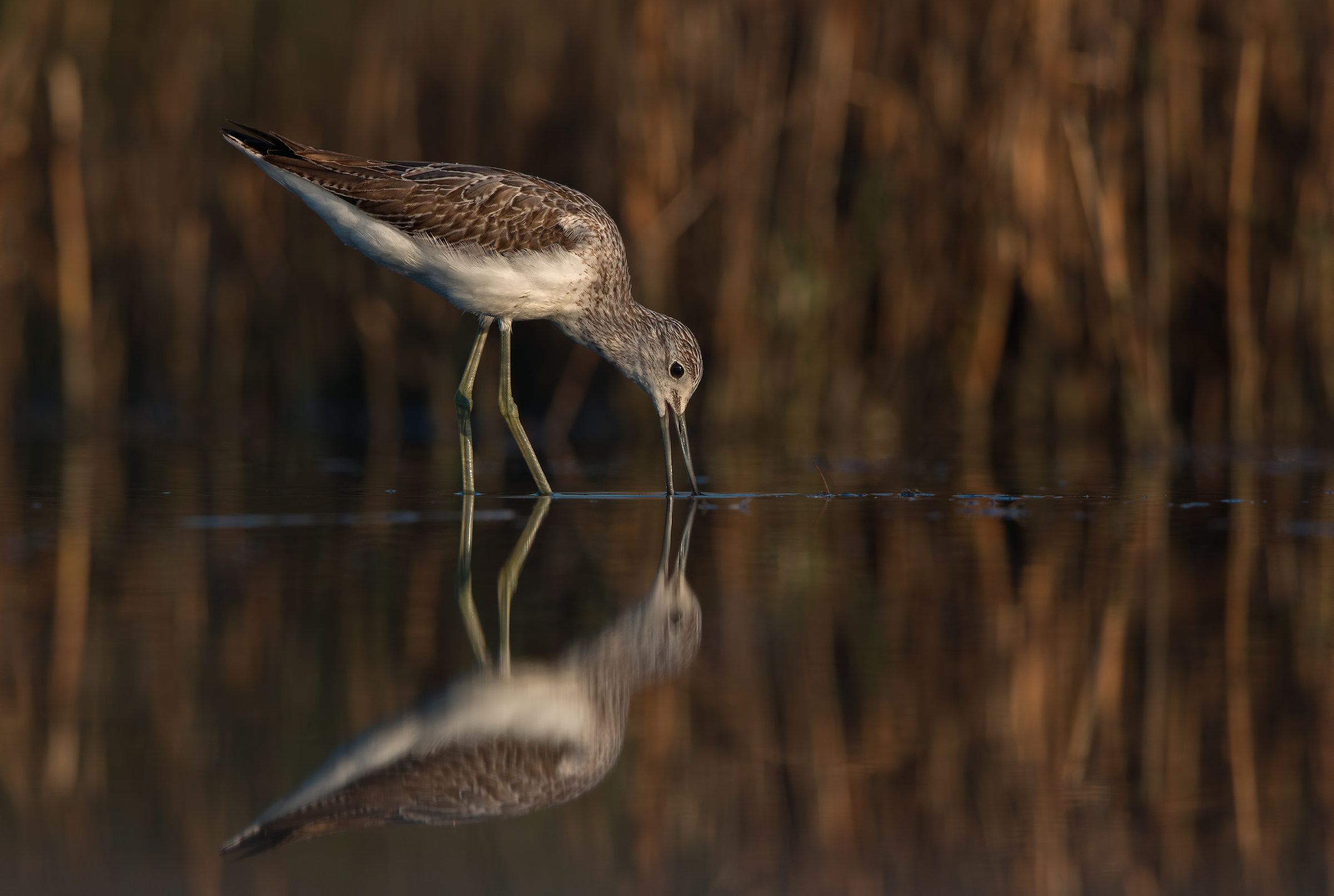 Pantana per il Magno ( 5000 px )