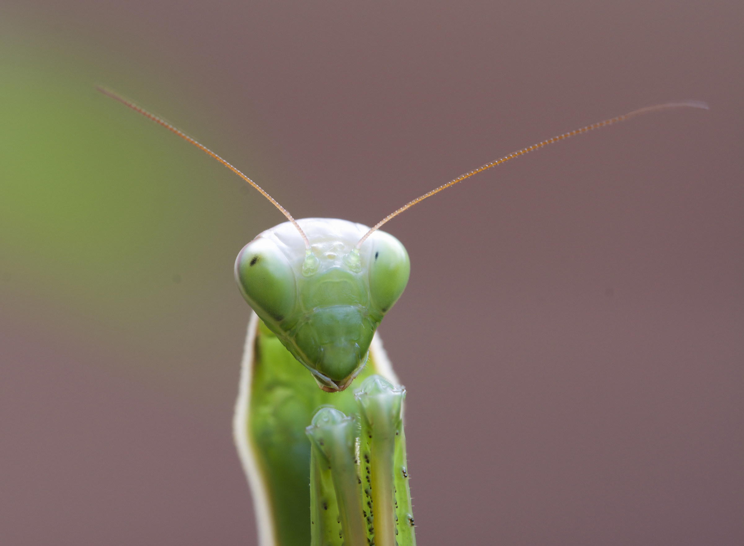 Portrait of Mantis
