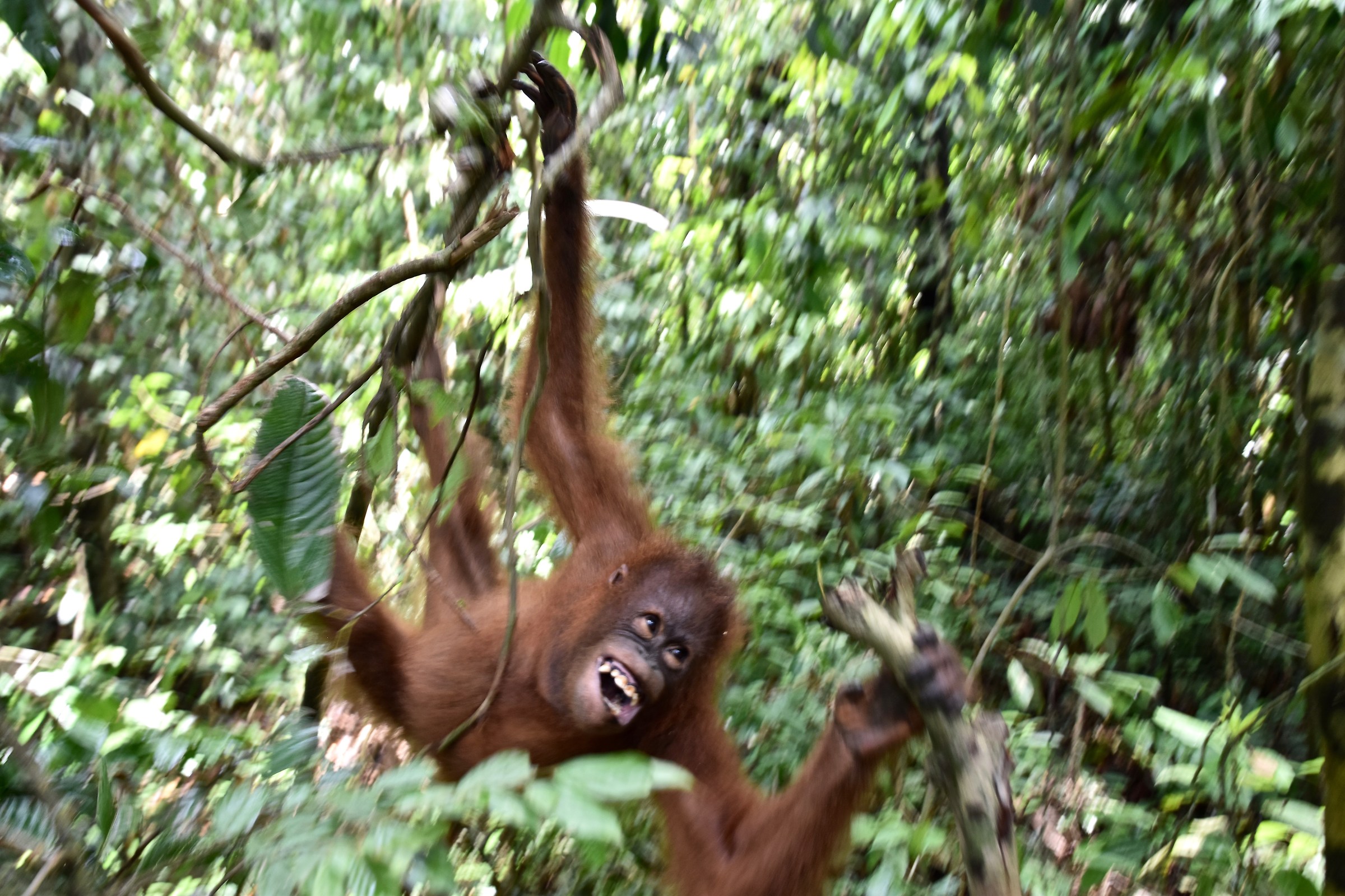 Orangutan Rehab Center, Sepilok
