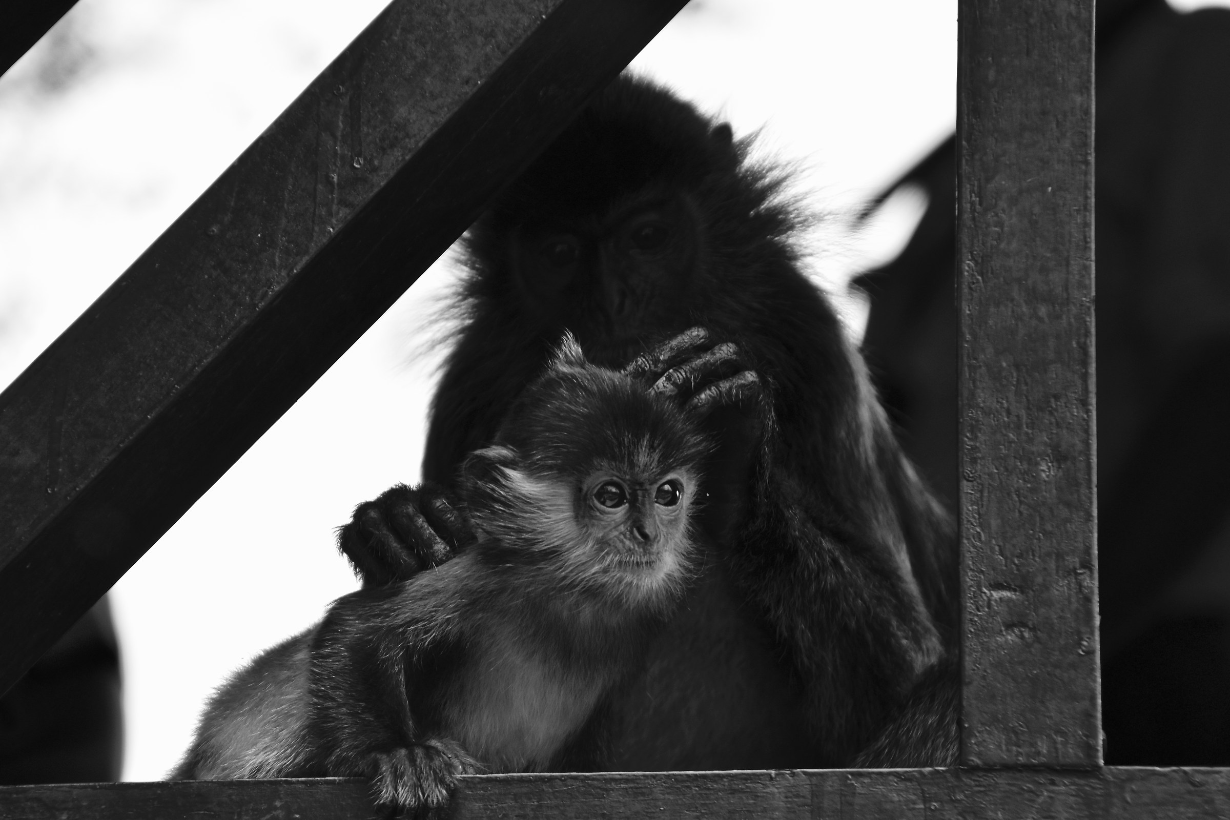 Labuk Bay Proboscis Monkey Sanctuary, Sepilok