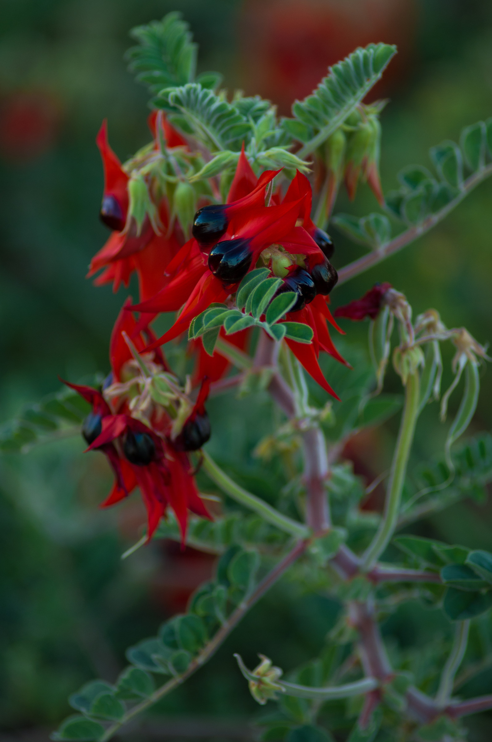 Desert Pea