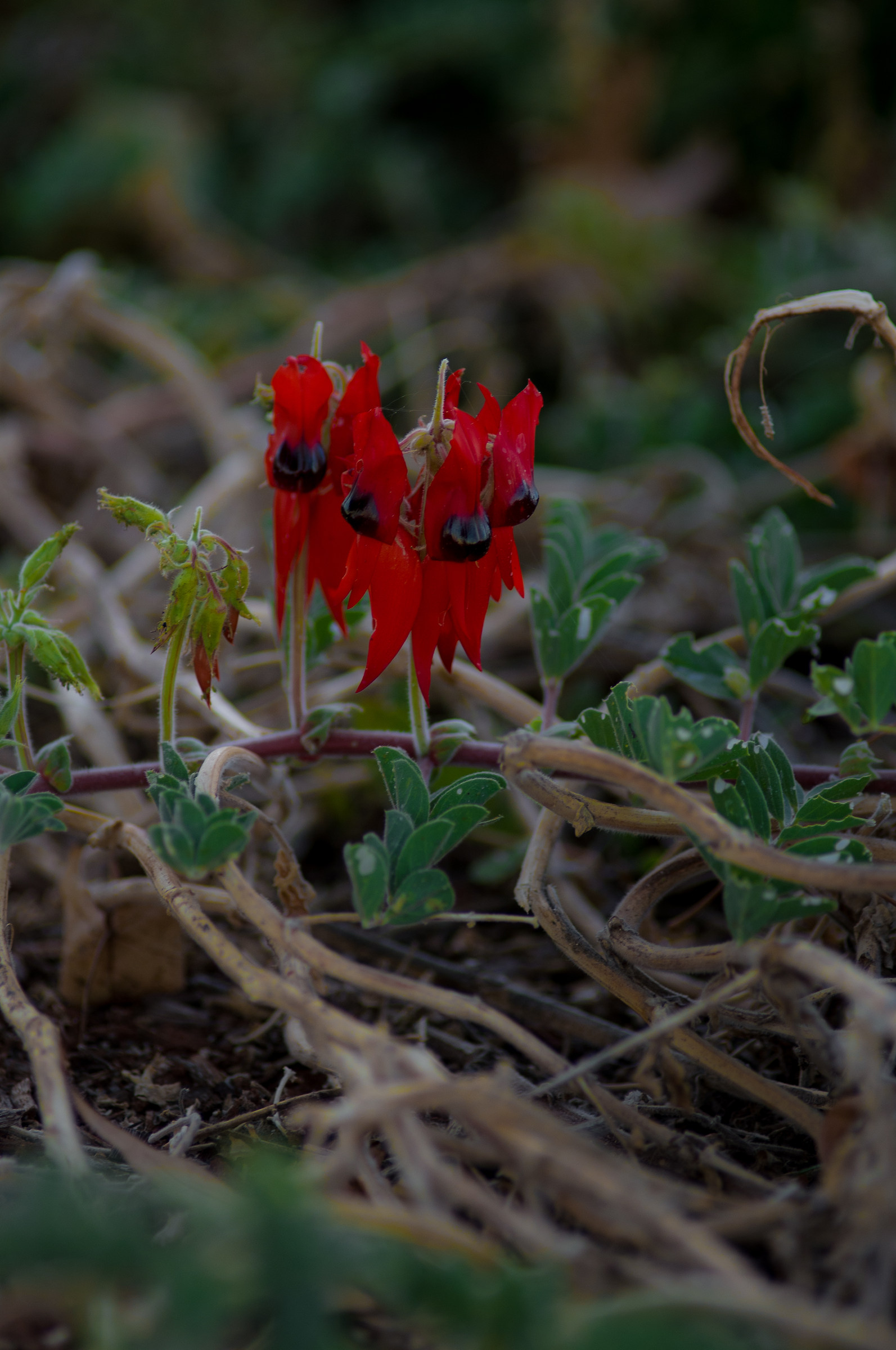 Desert Pea