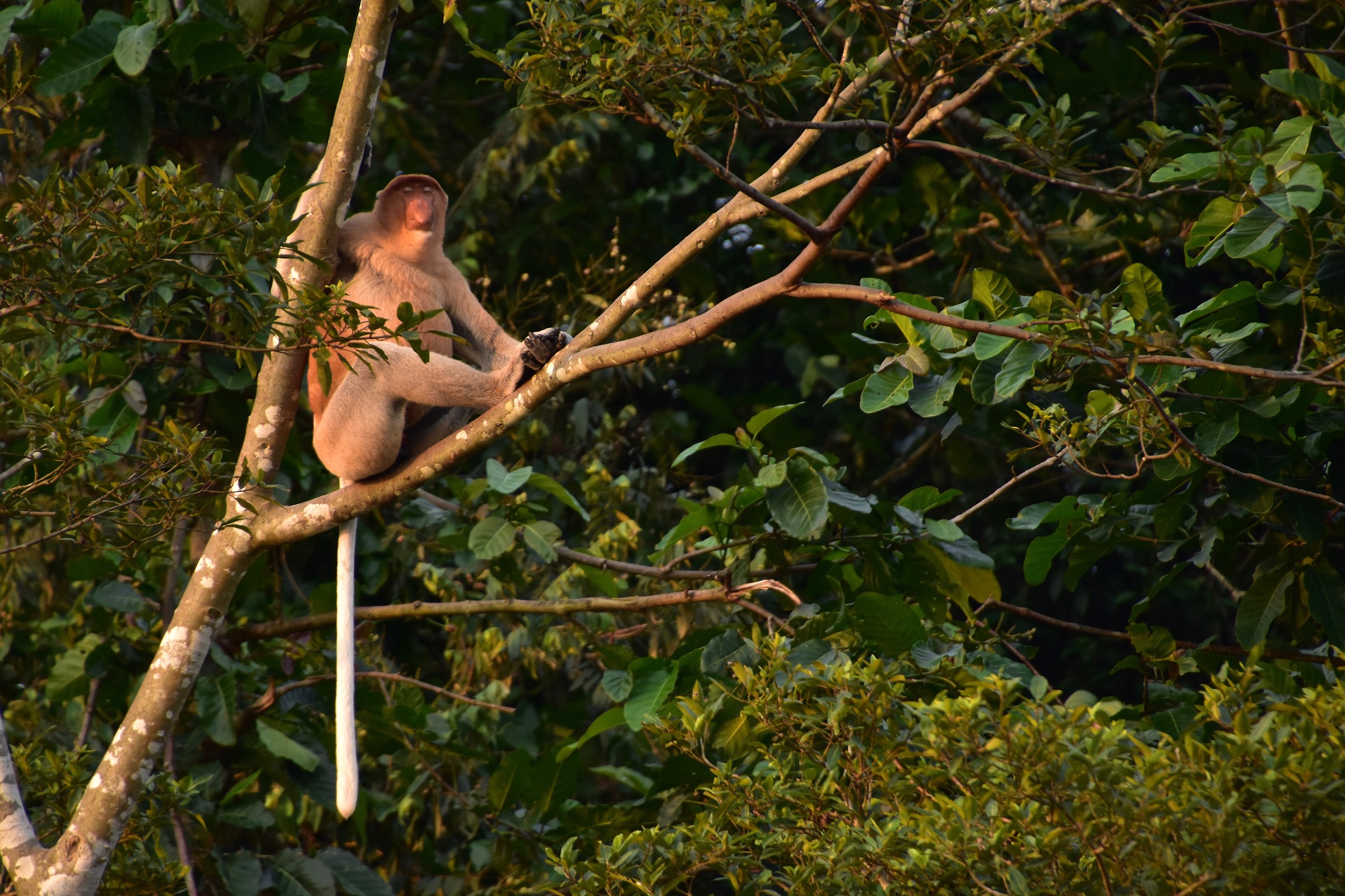 Nasiche, Kinabatangan River