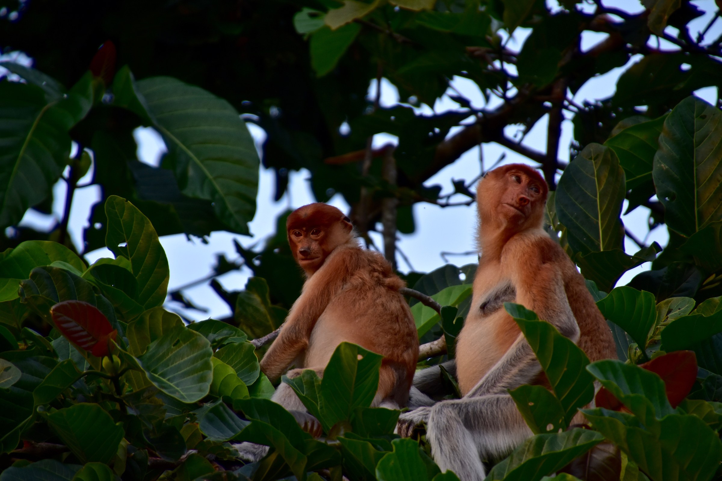 Nasiche, kinabatangan River