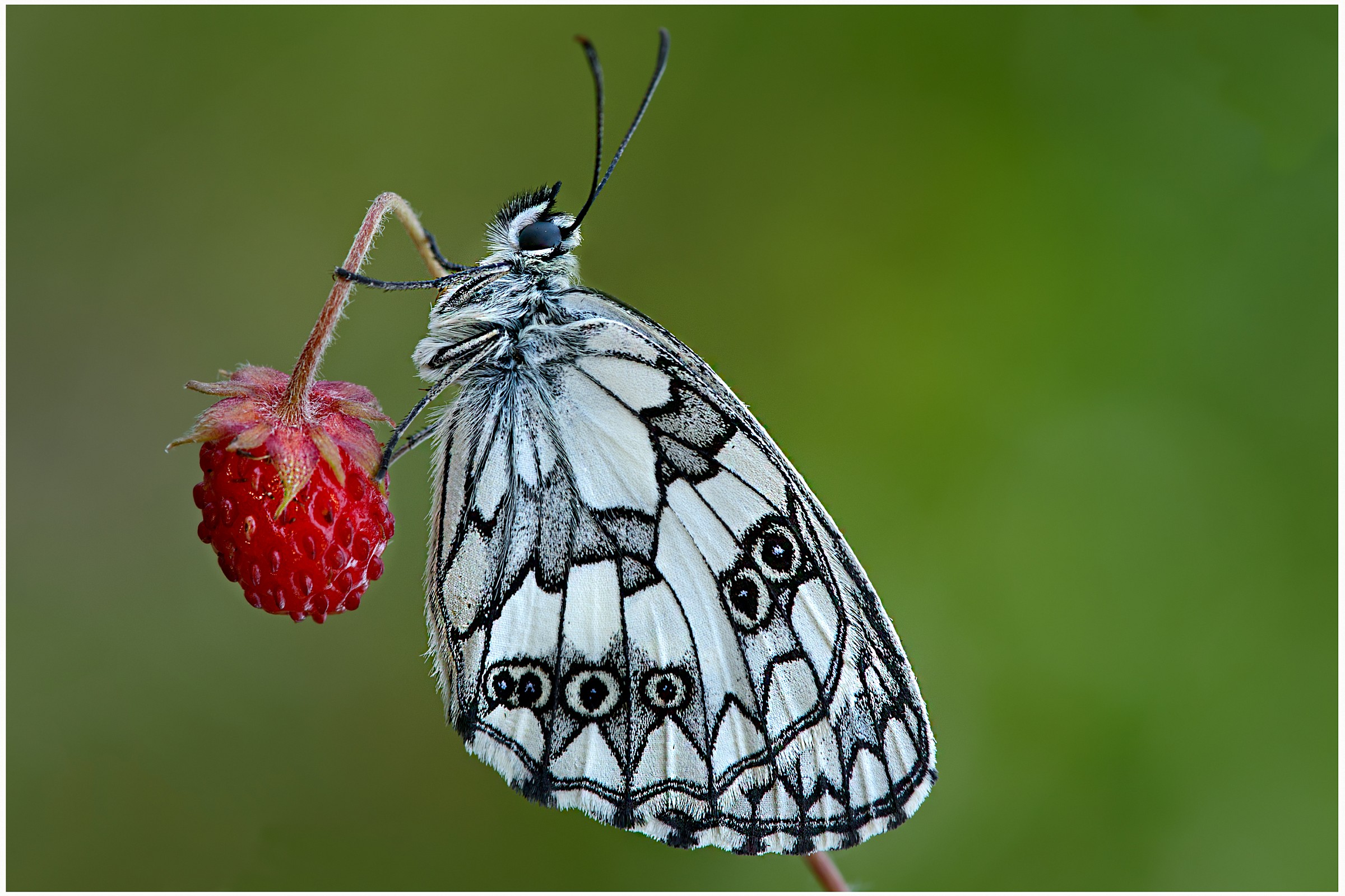Melanargia galathea