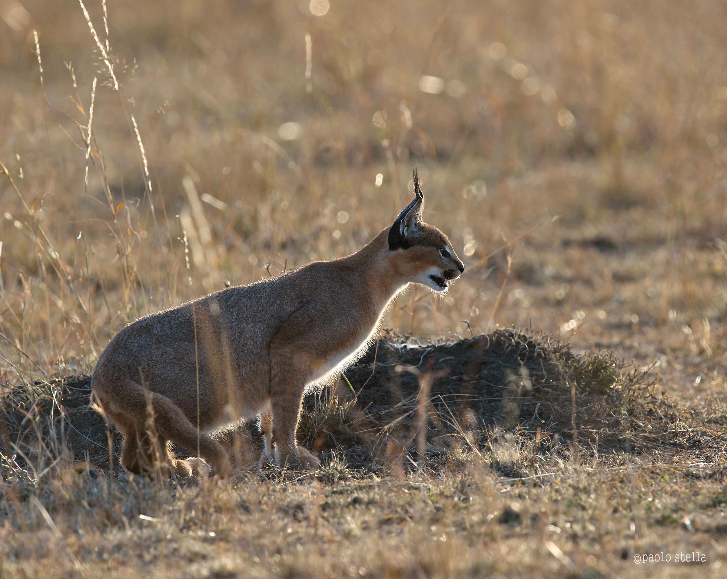 caracal for hunting - Backlight