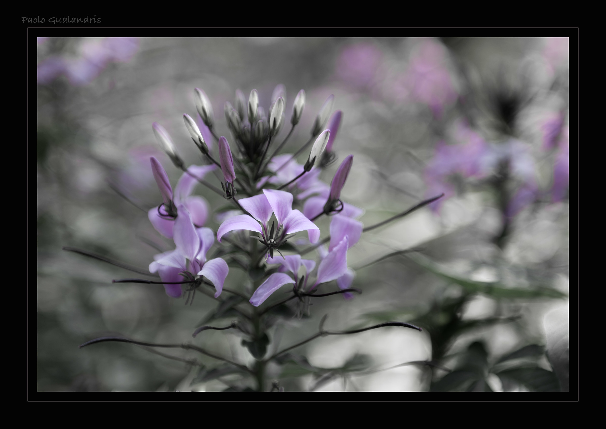 The Color Purple ...