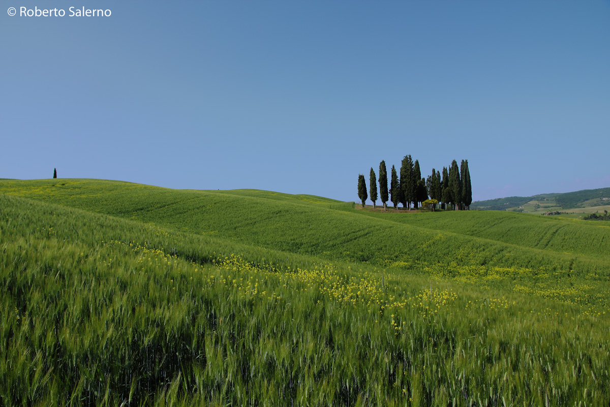 I cipressini di San Quirico