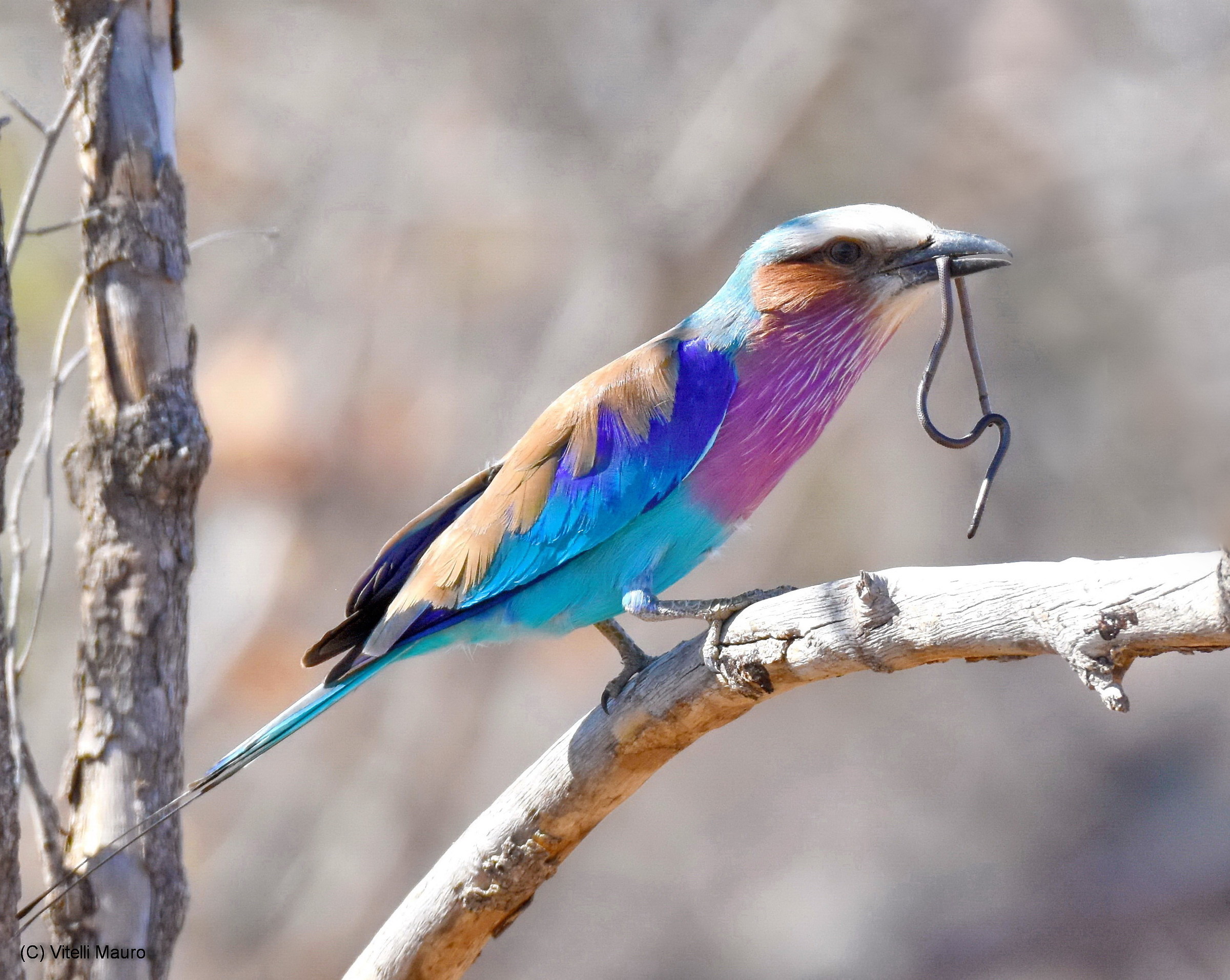 Lilac-breasted roller (caracias caudatus)