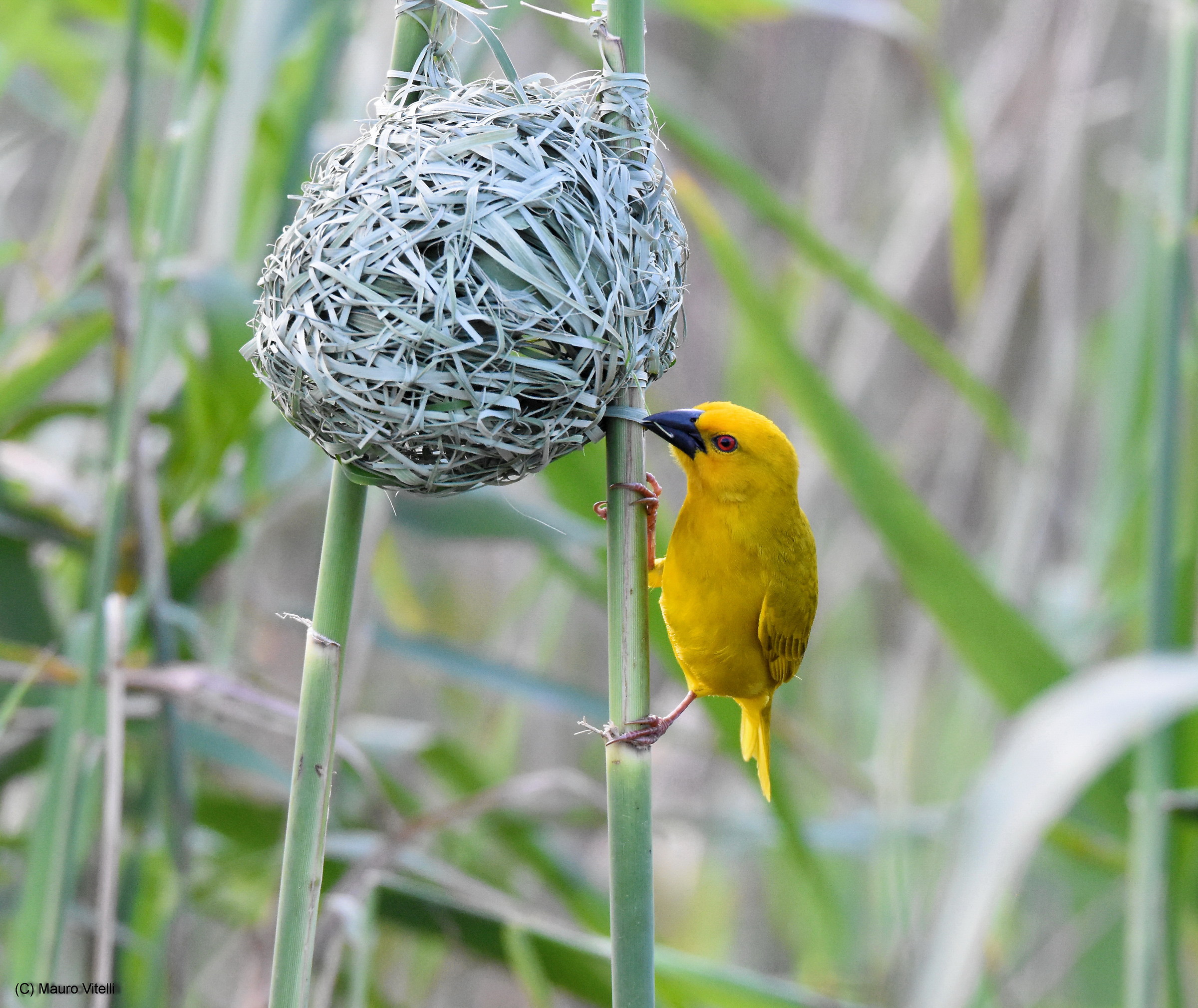 Yellow Weaver (Ploceus subaureus)