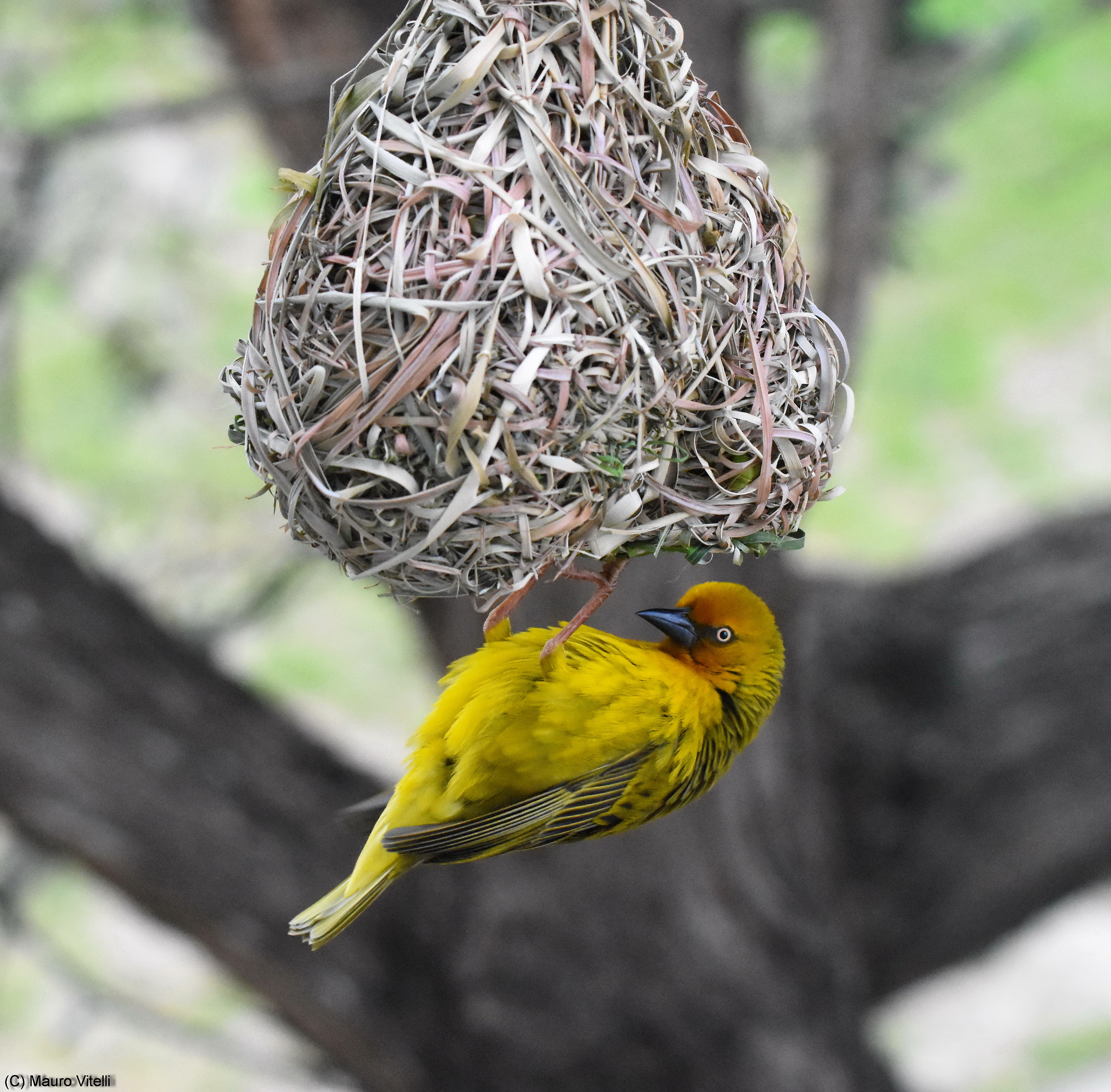 Cape Weaver (Ploceus capensis)