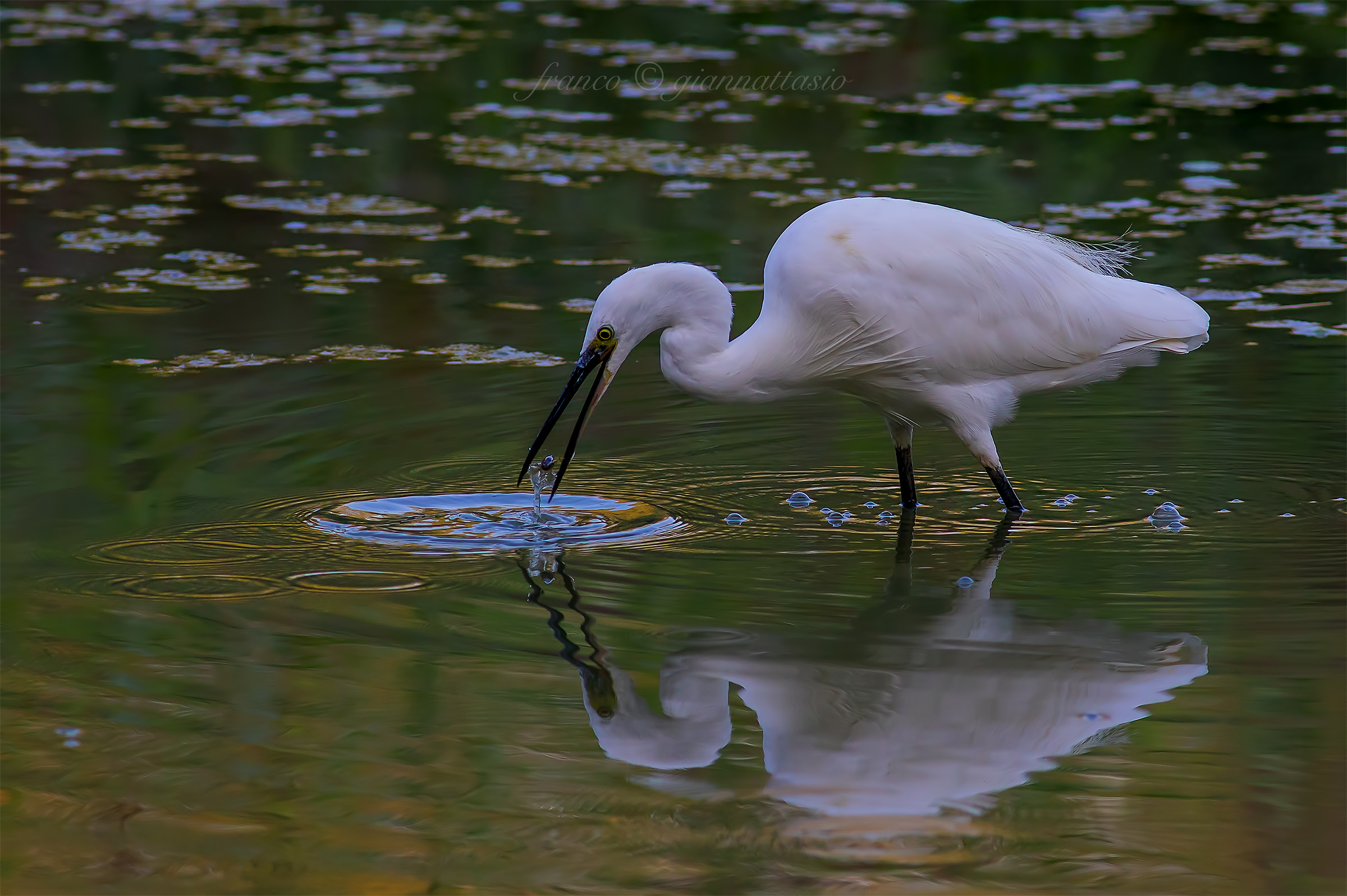 Egret fishing.
