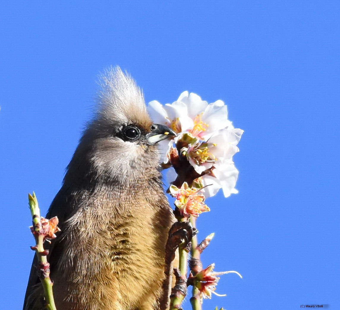 Speckled Mousebird (Colius stiatus)