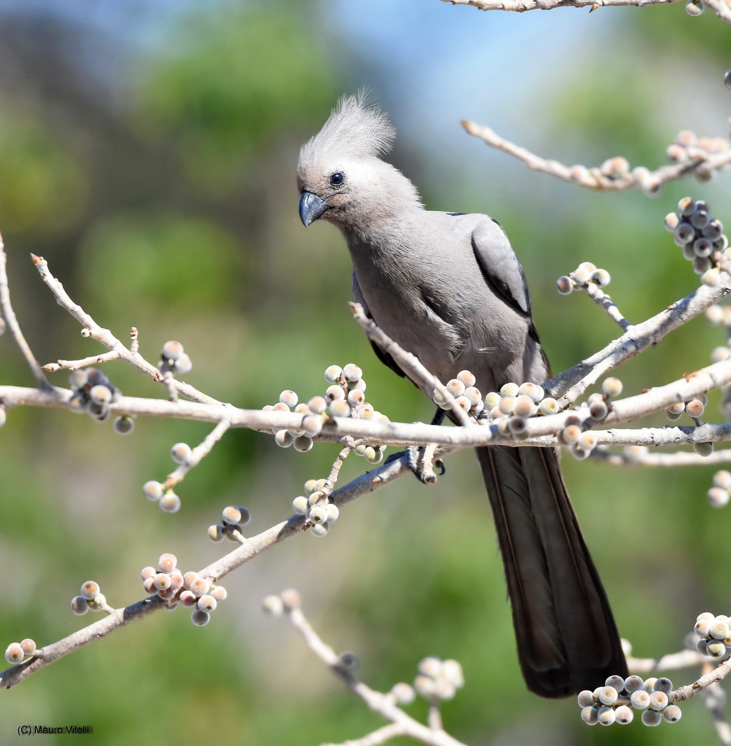 Grey-Go-Away Bird (Corythaixoides concolor)