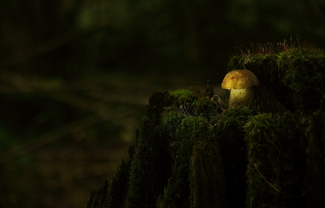 Sunset in the forest.