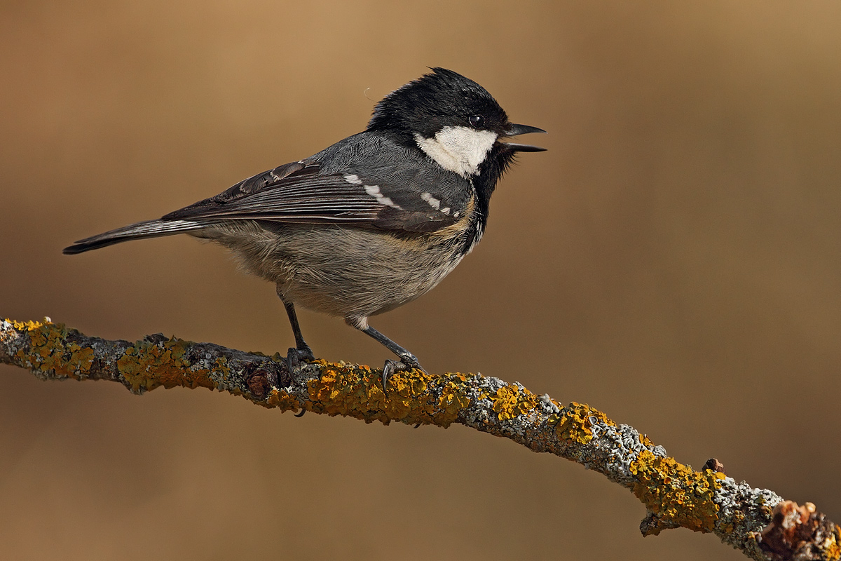 Coal Tit