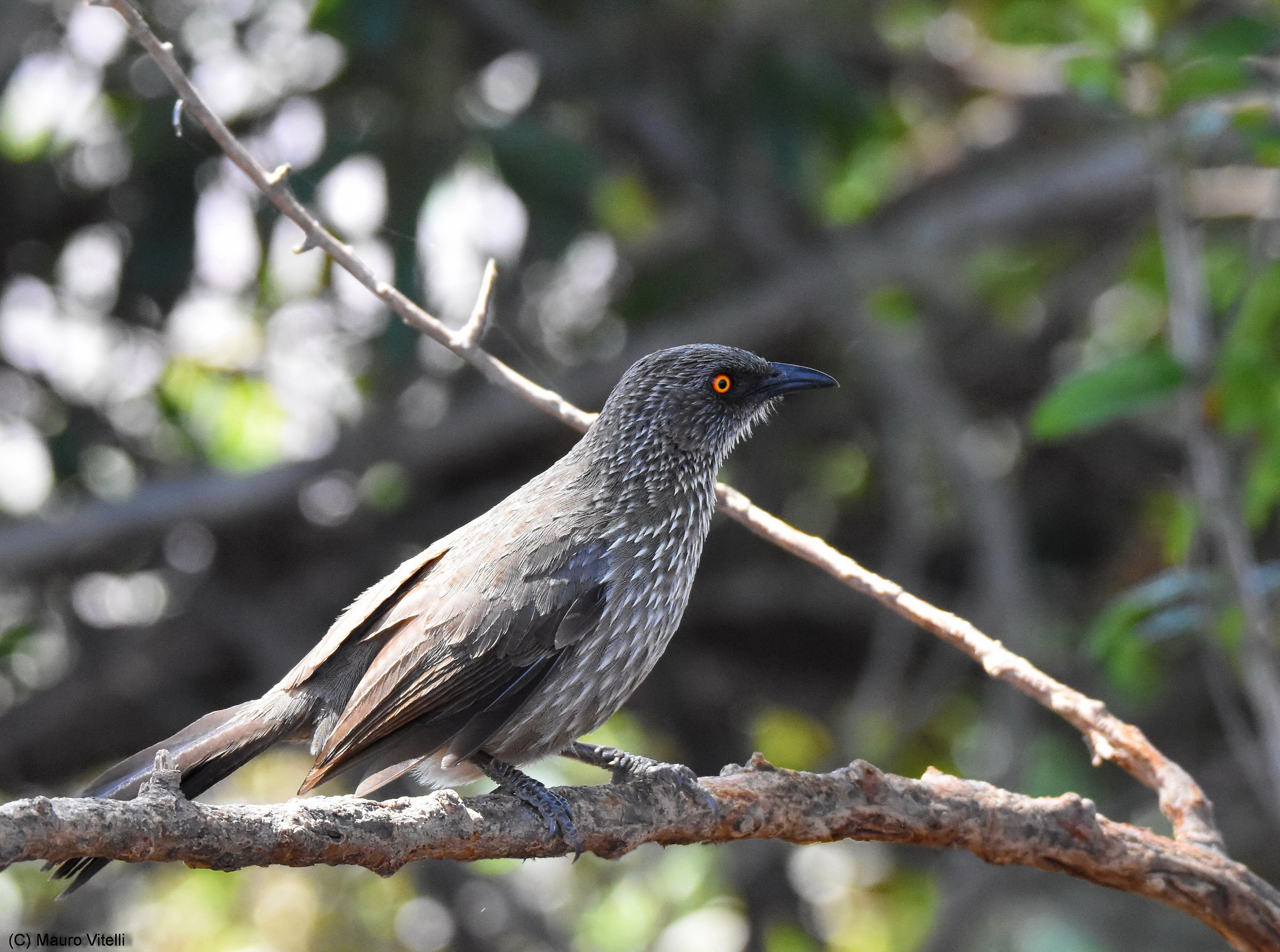 Arrow-Matked Babbler (Turdoides jardineii)