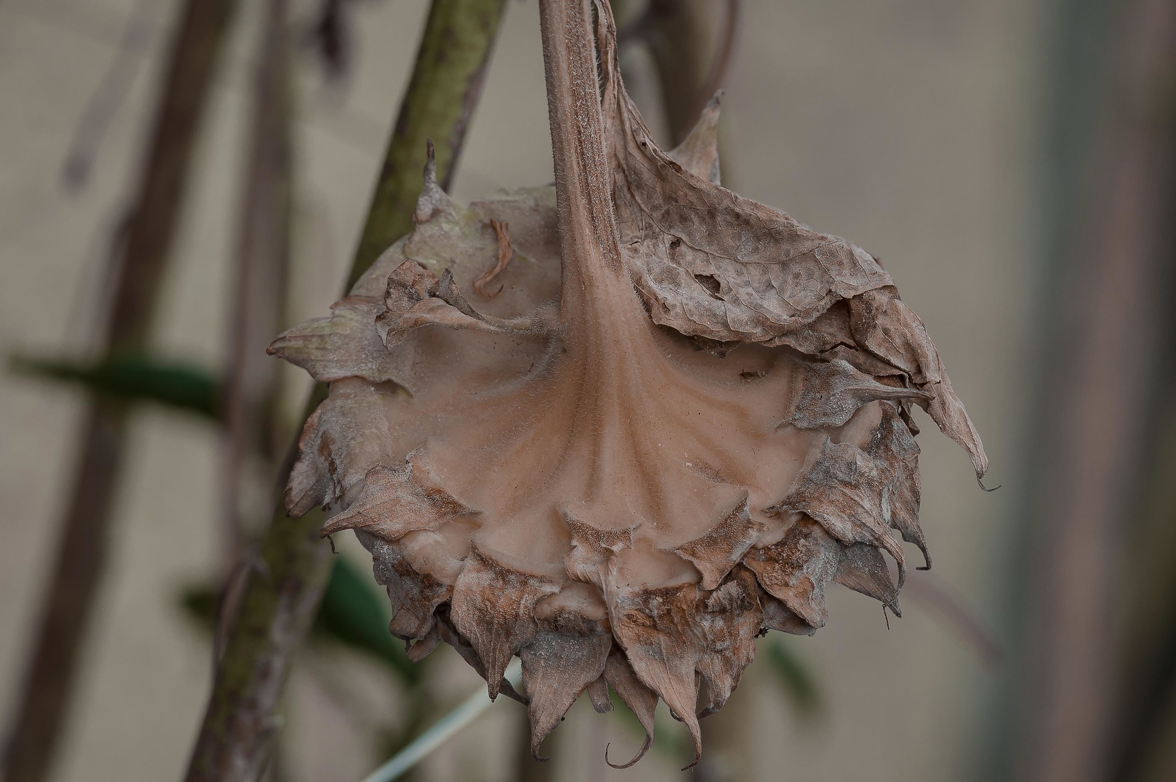 The other face of the sunflower (the girabuio)