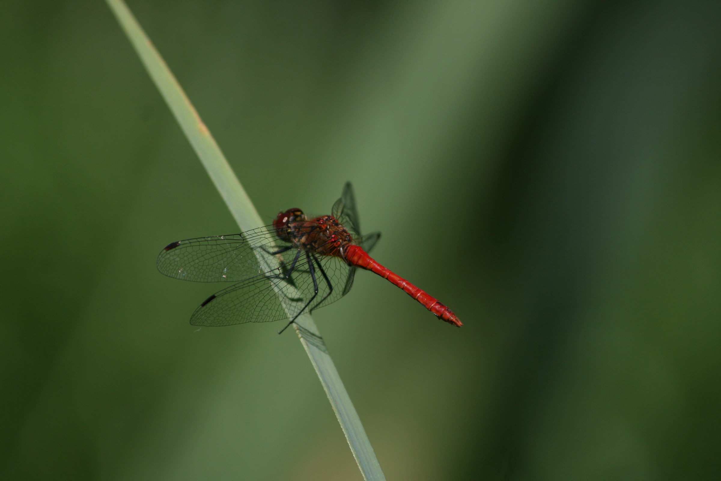 Red Dragonfly