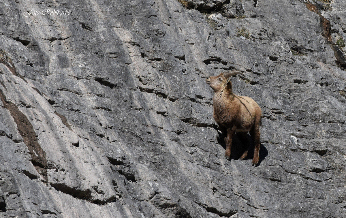 Stambecco...in verticale...