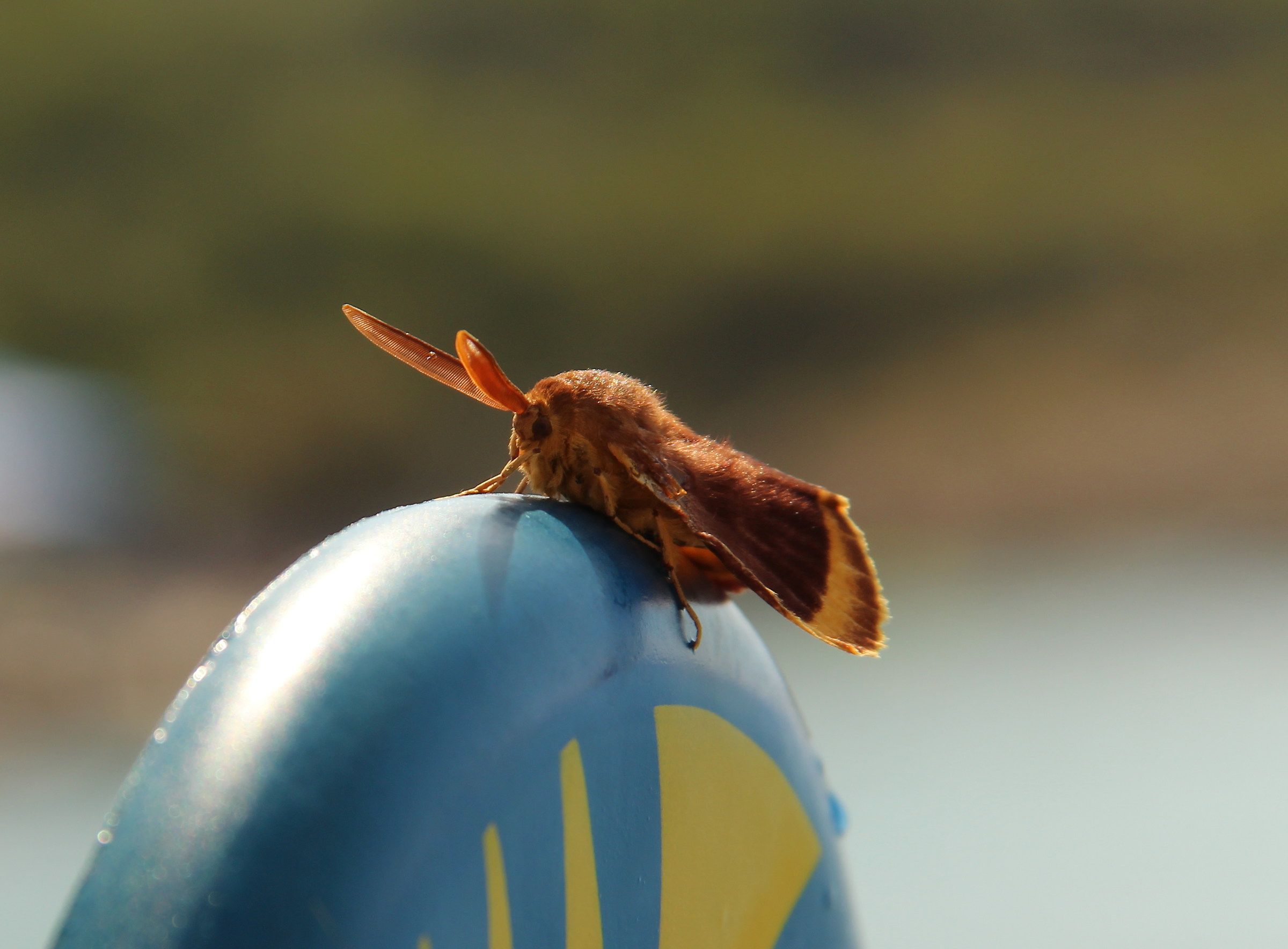 Malacosoma Disstria seeds drowned