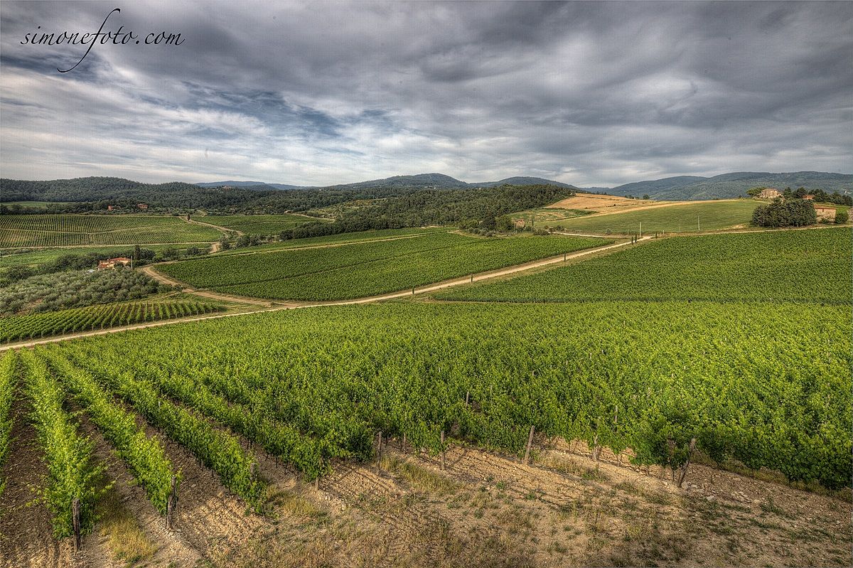vigneti frescobaldi rufina
