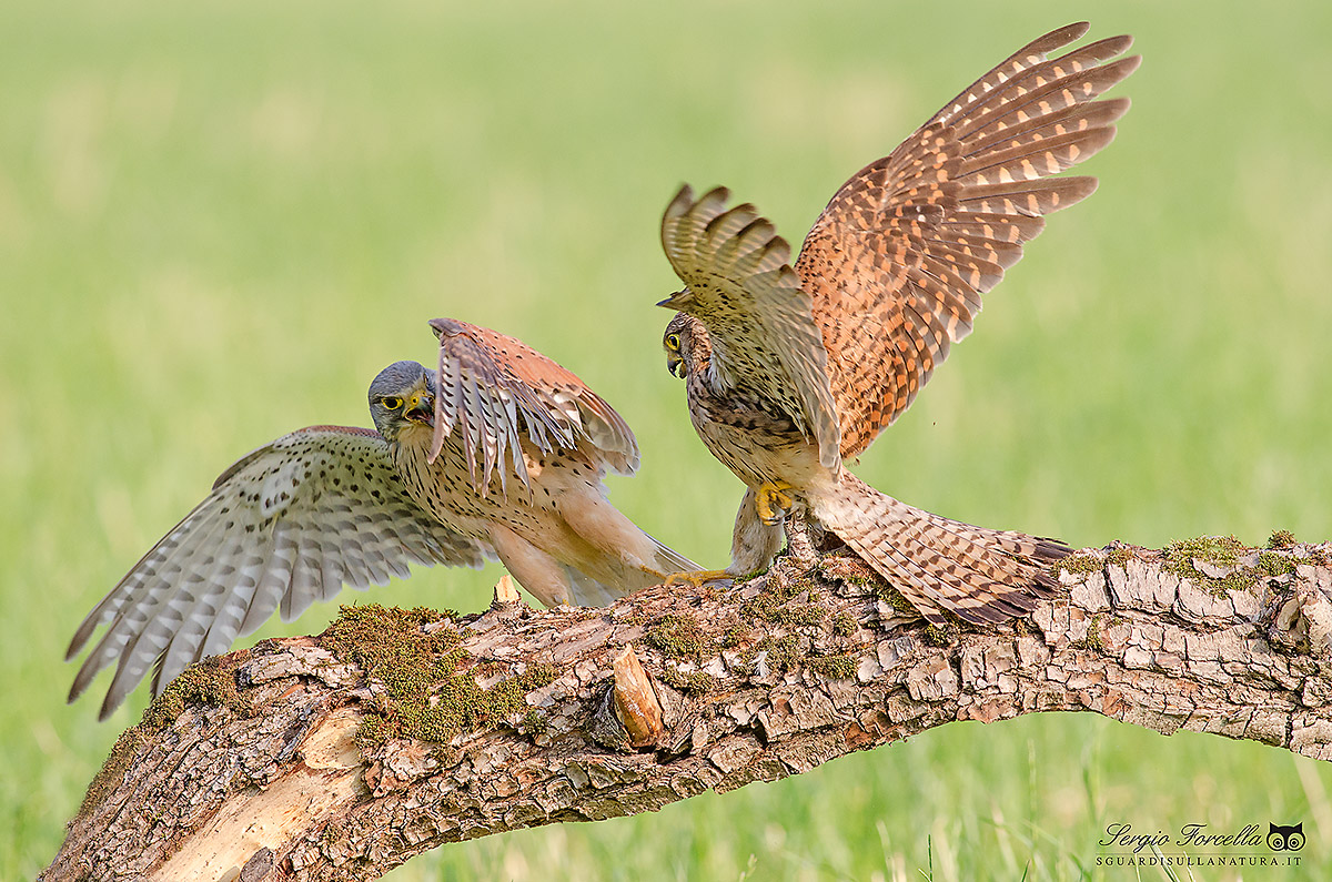 Little quirks between Kestrels ...