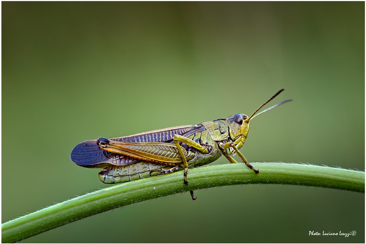 Grasshopper