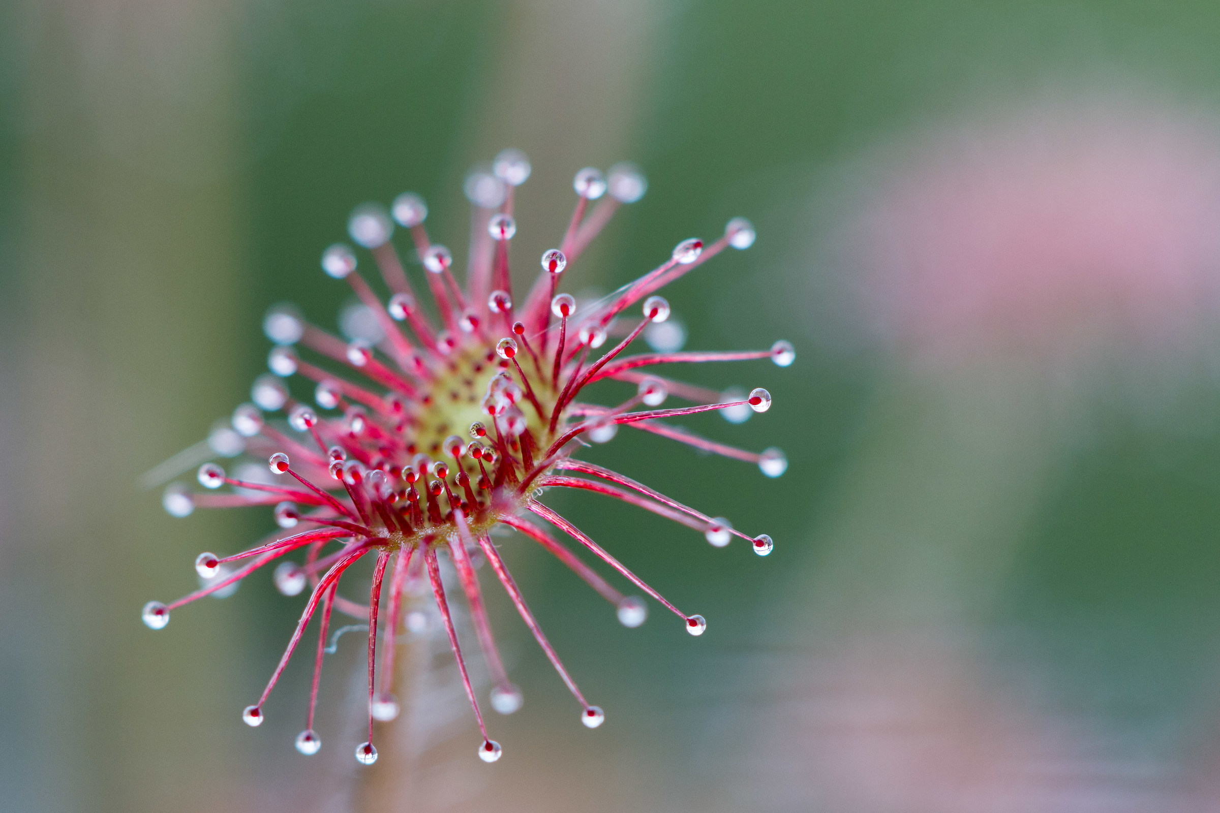 Drosera paradoxa