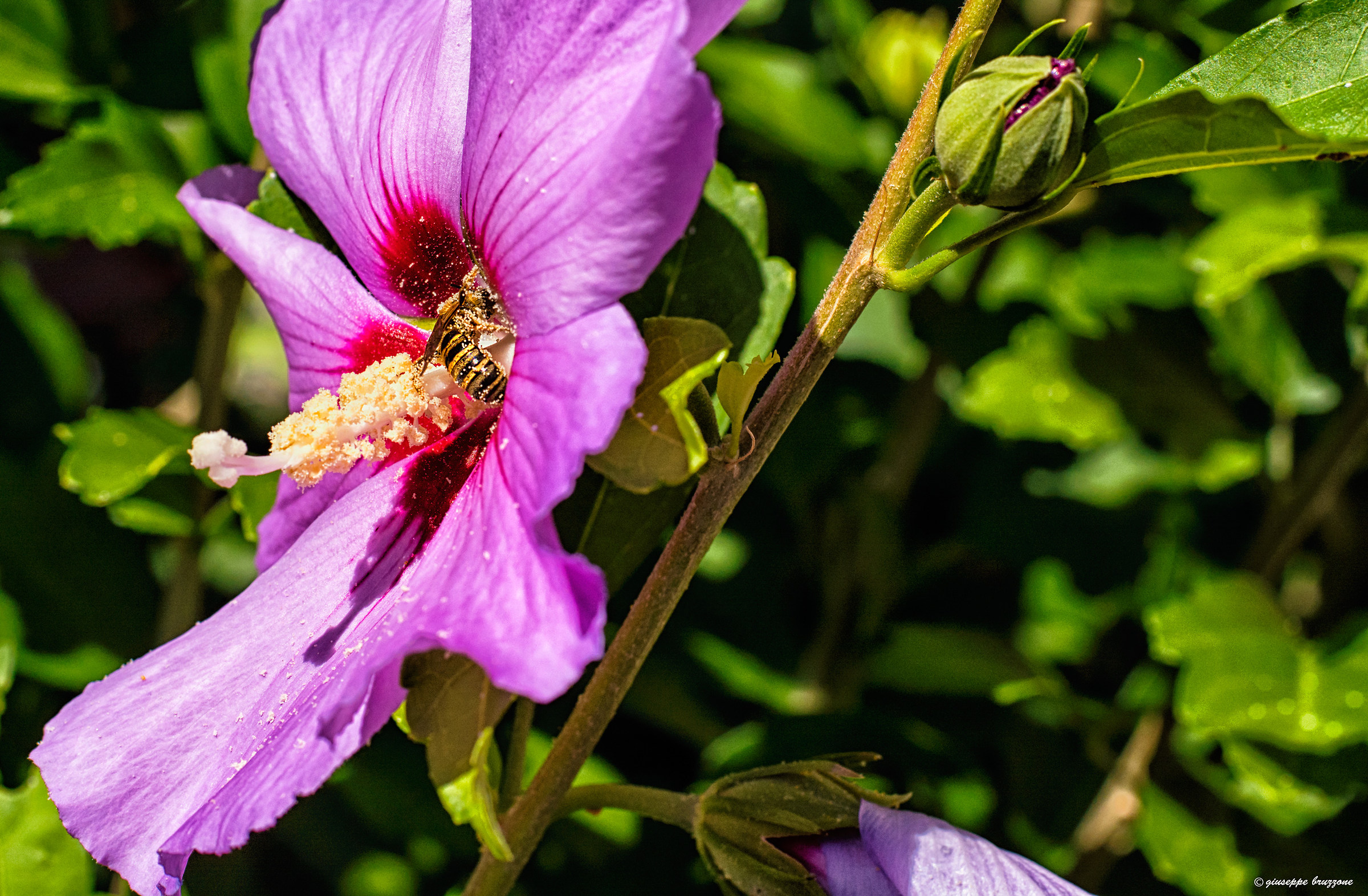 Piatto ricco mi ci ficco