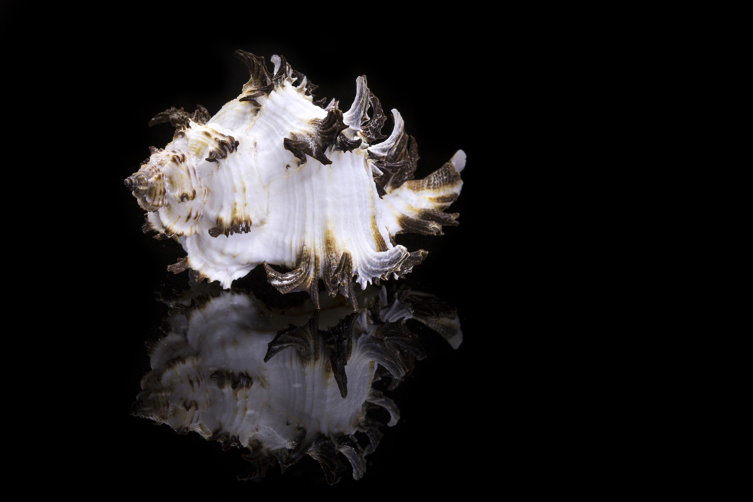 A shell from Croatia