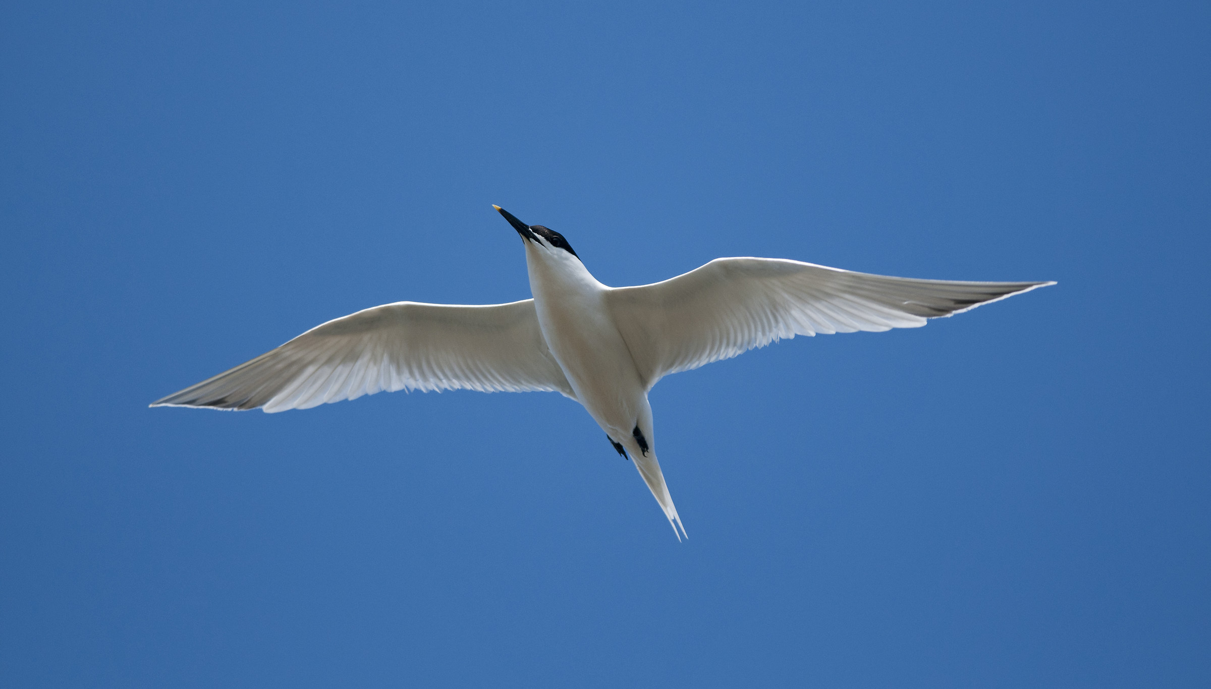 sandwich tern