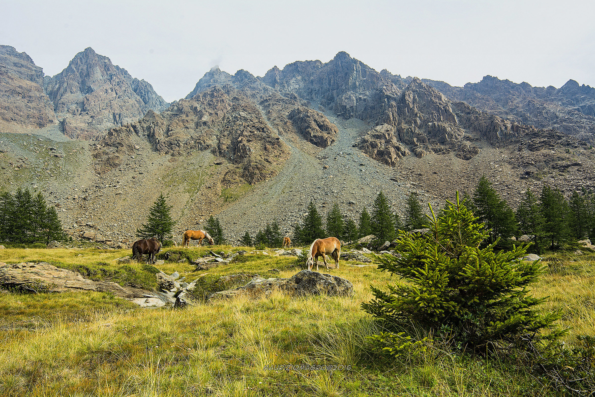 Cavalli al pascolo nella piana di preda rossa