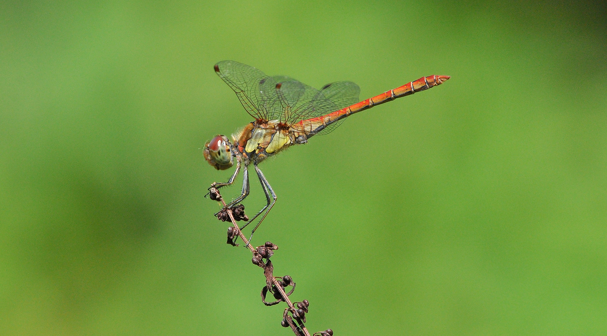 Dragonfly
