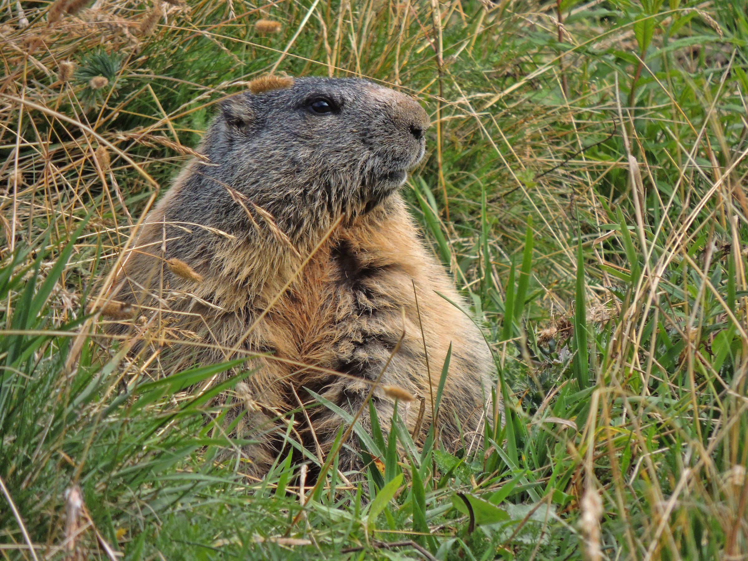 marmot