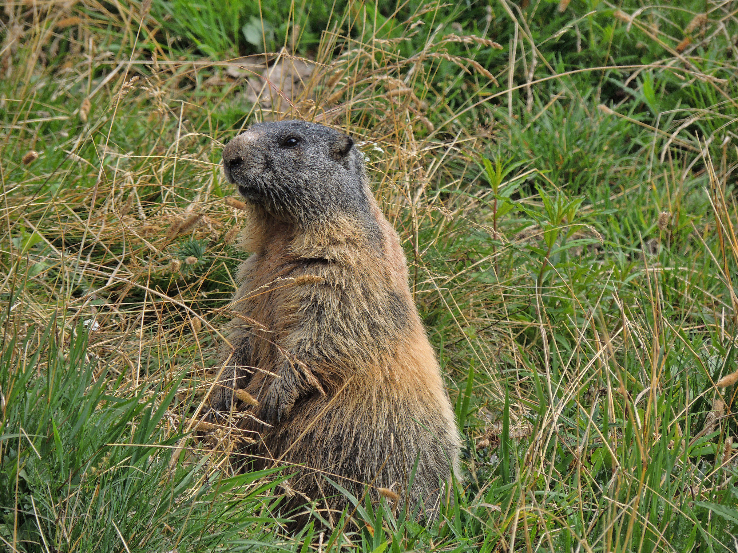 marmot